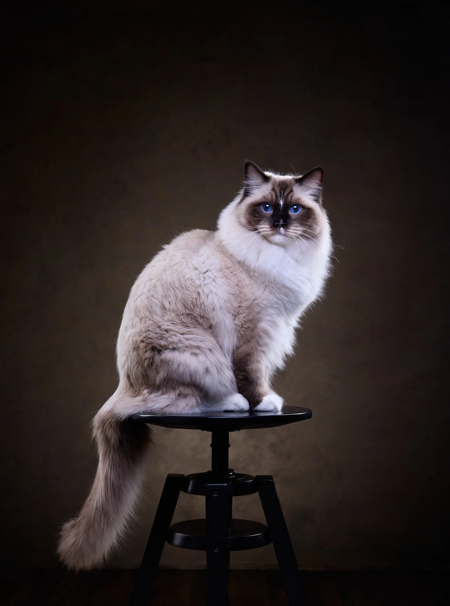 Muotokuvassa nuori ragdoll-herra Morris. Mit&auml;p&auml; lie miettii, katse on ainakin intensiivinen.
.
#ragdollcats #ragdollcatsofinstagram #lemmikkikuvaajat #kissavalokuvaus #kissa #catsoﬁnstagram #catoftheworld #catportrait #valokuvaajaakaa #valo