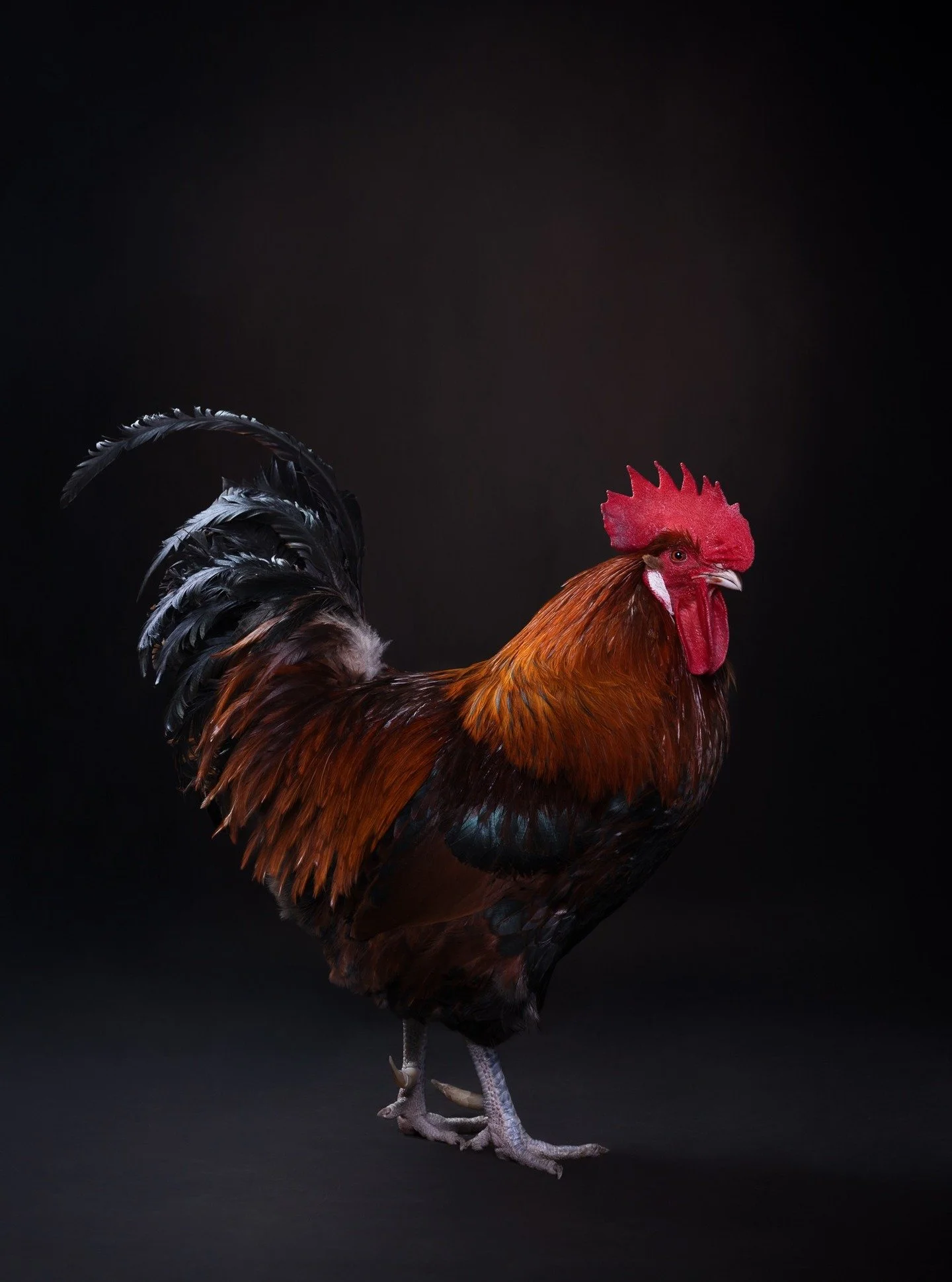 Joulu tai juhannus, h&auml;n on juhlapuvussa 🔥
.
#animalphotography #el&auml;inkuvaus #lemmikkikuvaus #el&auml;inkuvaaja #domesticatedanimalsphotography #kotiel&auml;inkuvaus #kukko #rooster #valokuvaajanaiset #valokuvaajapirkanmaa