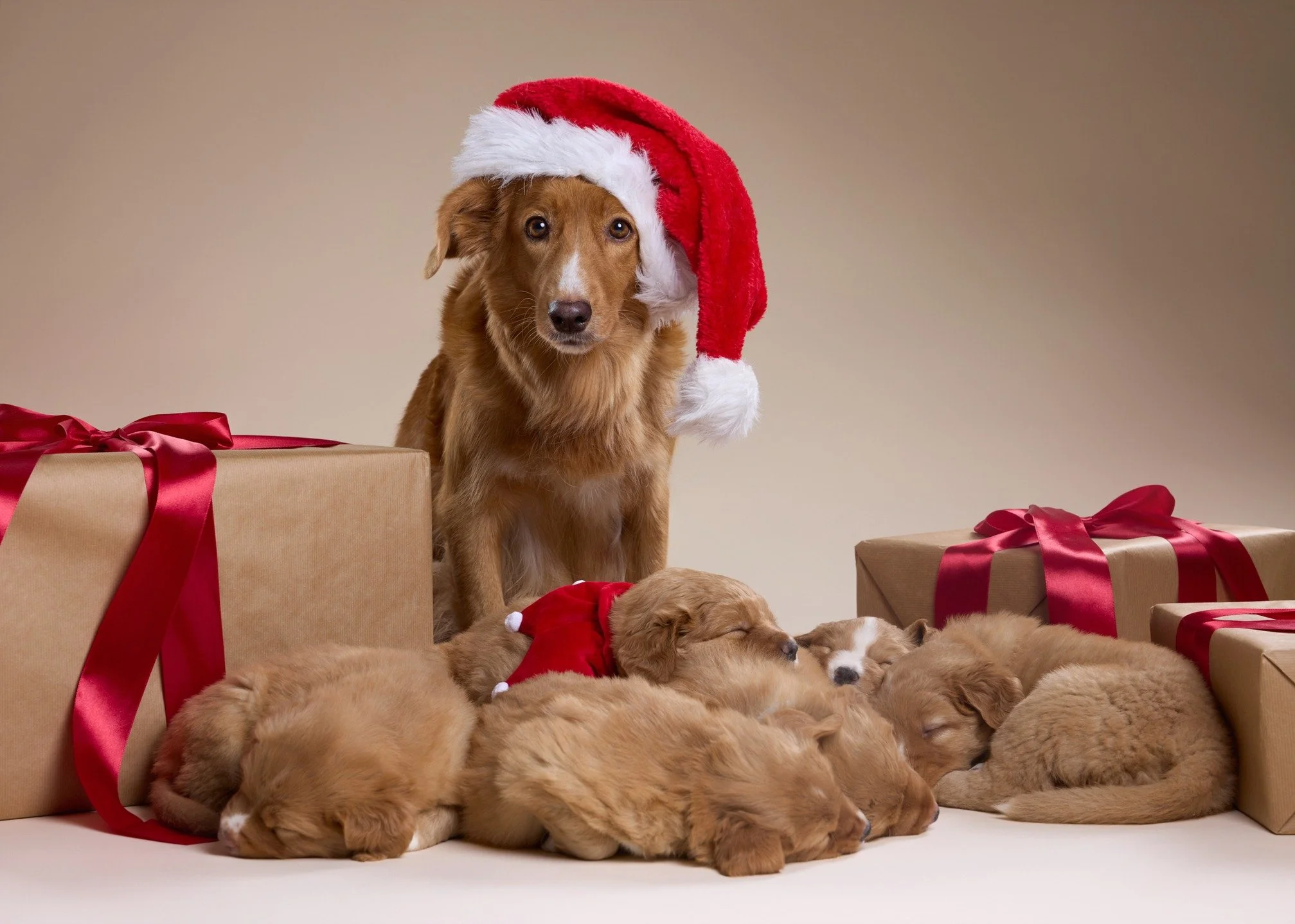 Aika liikkis perhekuvaus ❤️ Tollerirouva Ruu k&auml;vi esittelem&auml;ss&auml; lapsiaan. Kuvauksen lopussa oli pupeloista virta loppu ja kaikki 6 saatiin samaan kuvaan.
.
.
#animalphotography #el&auml;inkuvaus #lemmikkikuvaus #el&auml;inkuvaaja #valo