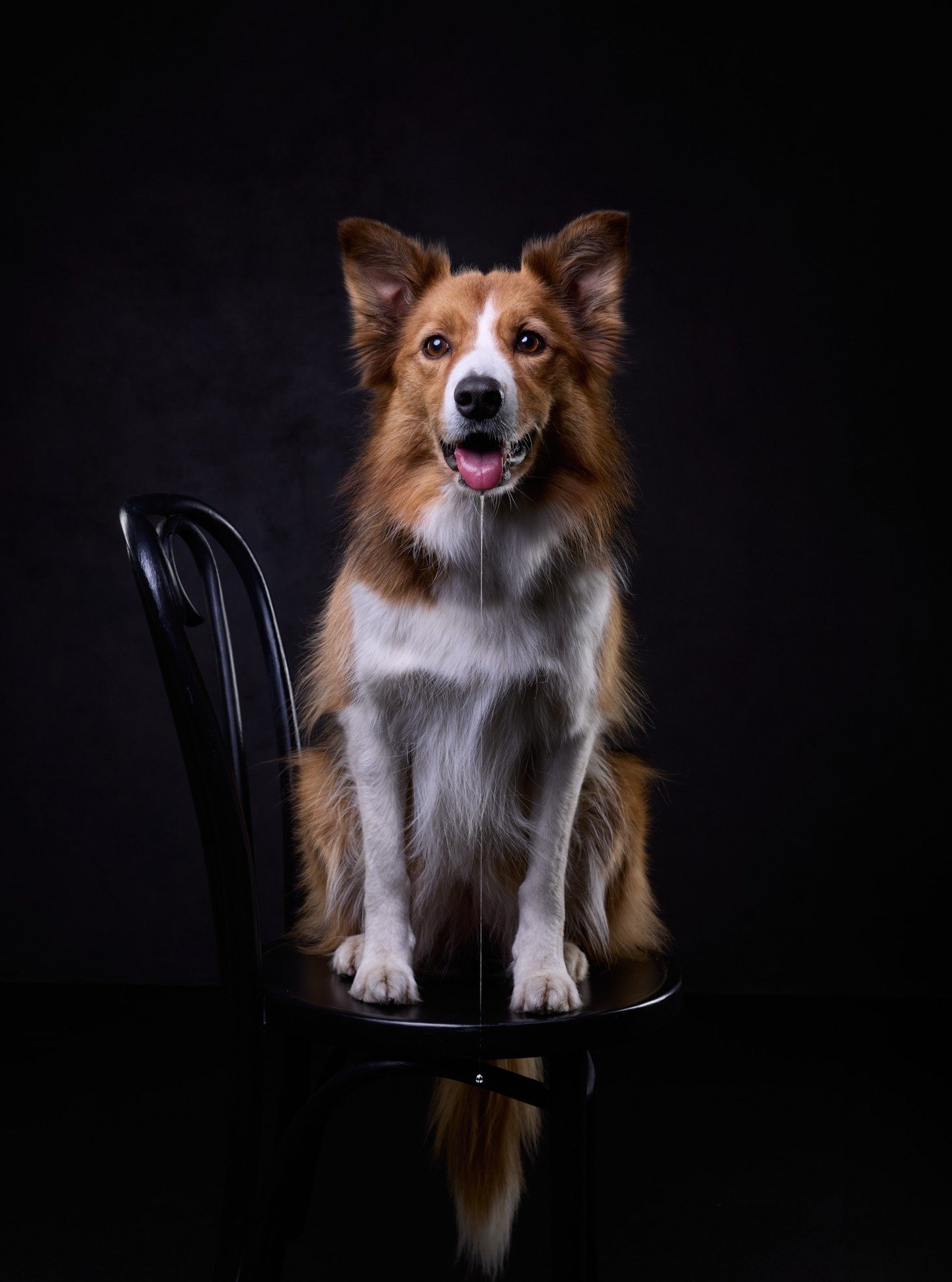 Kun palkinto jo maistuu sun kielell&auml; 💧😛💧
.
.
#animalphotography #el&auml;inkuvaus #lemmikkikuvaus #el&auml;inkuvaaja #valokuvaajanaiset #valokuvaajapirkanmaa #dogphotography #dogphotographer #koirakuvaajat #koiravalokuvaus #koirakuvaus #dogso