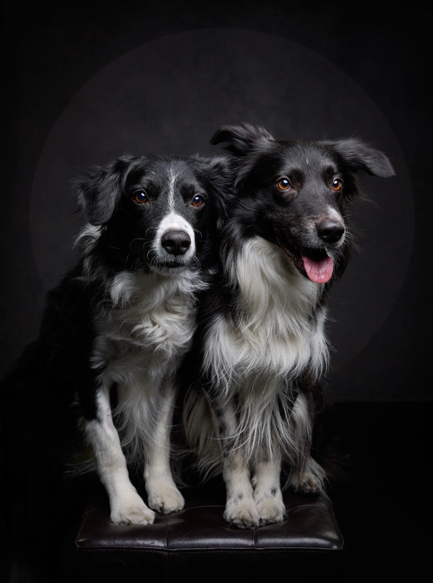 Voi mitk&auml; vekkulit pojat k&auml;vi k&auml;ytt&auml;m&auml;ss&auml; kuvauslahjakortin 😍
.
#dogphotography #dogphotographer #koirakuvaajat #koiravalokuvaus #koirakuvaus #dogsofinstagram #koirakuva #animalphotography #dogoftheday #bordercolliesoft