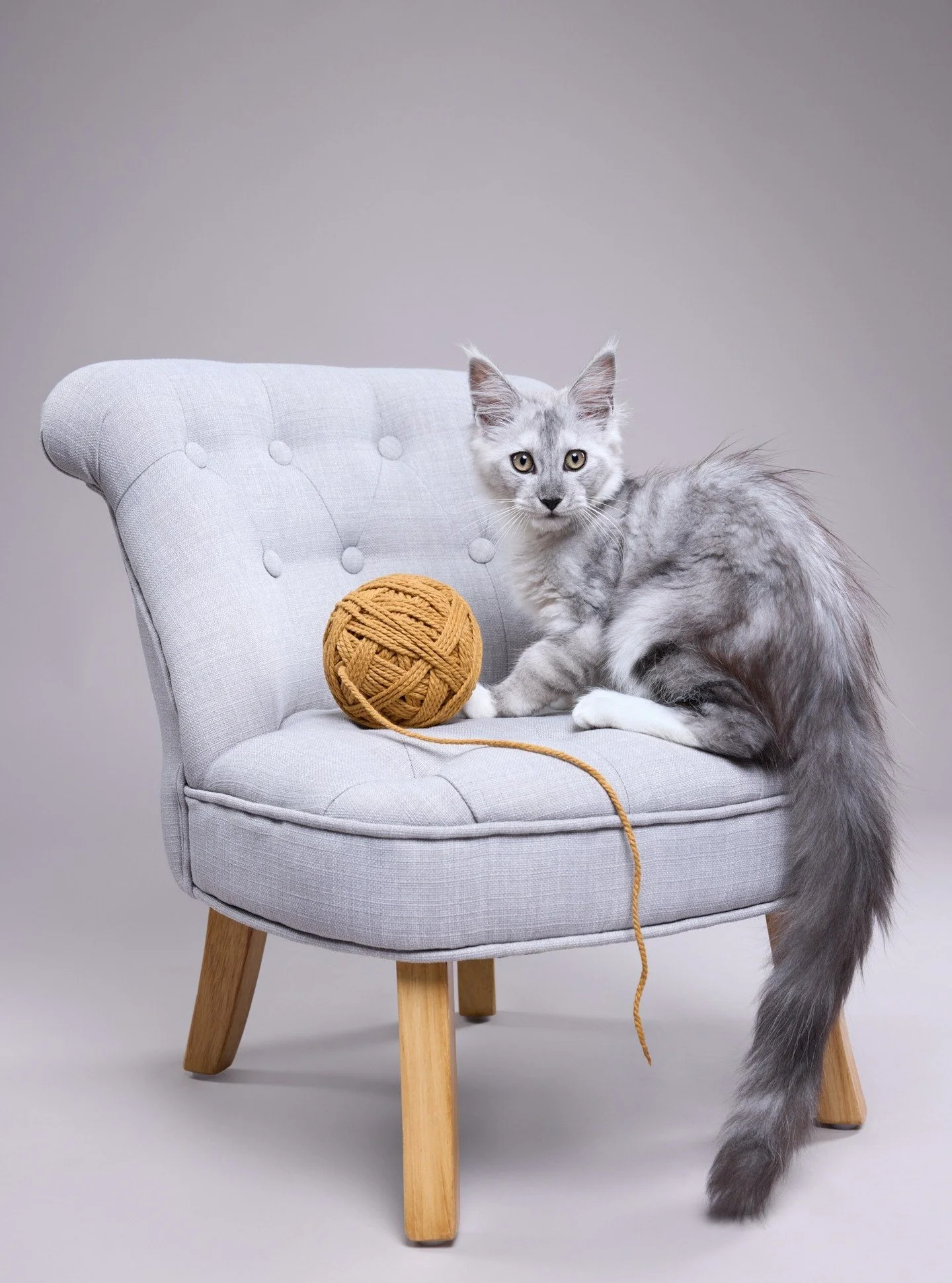 Kun Sumu p&auml;&auml;stettiin vapaaksi tutkimaan studiota, tuli heti olo ett&auml; nyt t&auml;&auml;ll&auml; on spesiaali tyyppi. Yhdistelm&auml; pehmeytt&auml; ja asennetta, pieness&auml; paketissa. T&auml;m&auml; ensimm&auml;inen ruutu sai heti pa