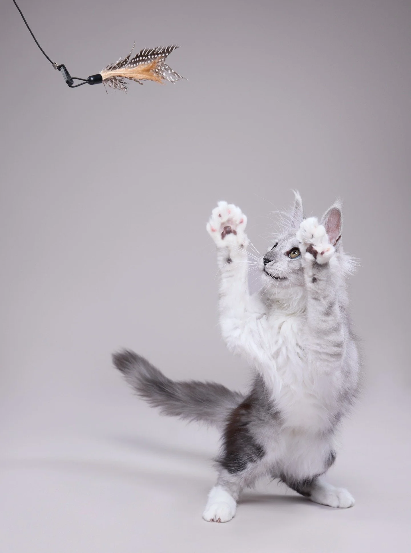 On ihanaa ja liikuttavaakin, kun uusista perheenj&auml;senist&auml; halutaan tallentaa laadukkaita muistoja. Lemmikit on useimmille, kuten itsellenikin, todella rakkaita ja jokainen niist&auml; on omanlaisensa persoona. Pieni Sumu k&auml;vi pentukuvi