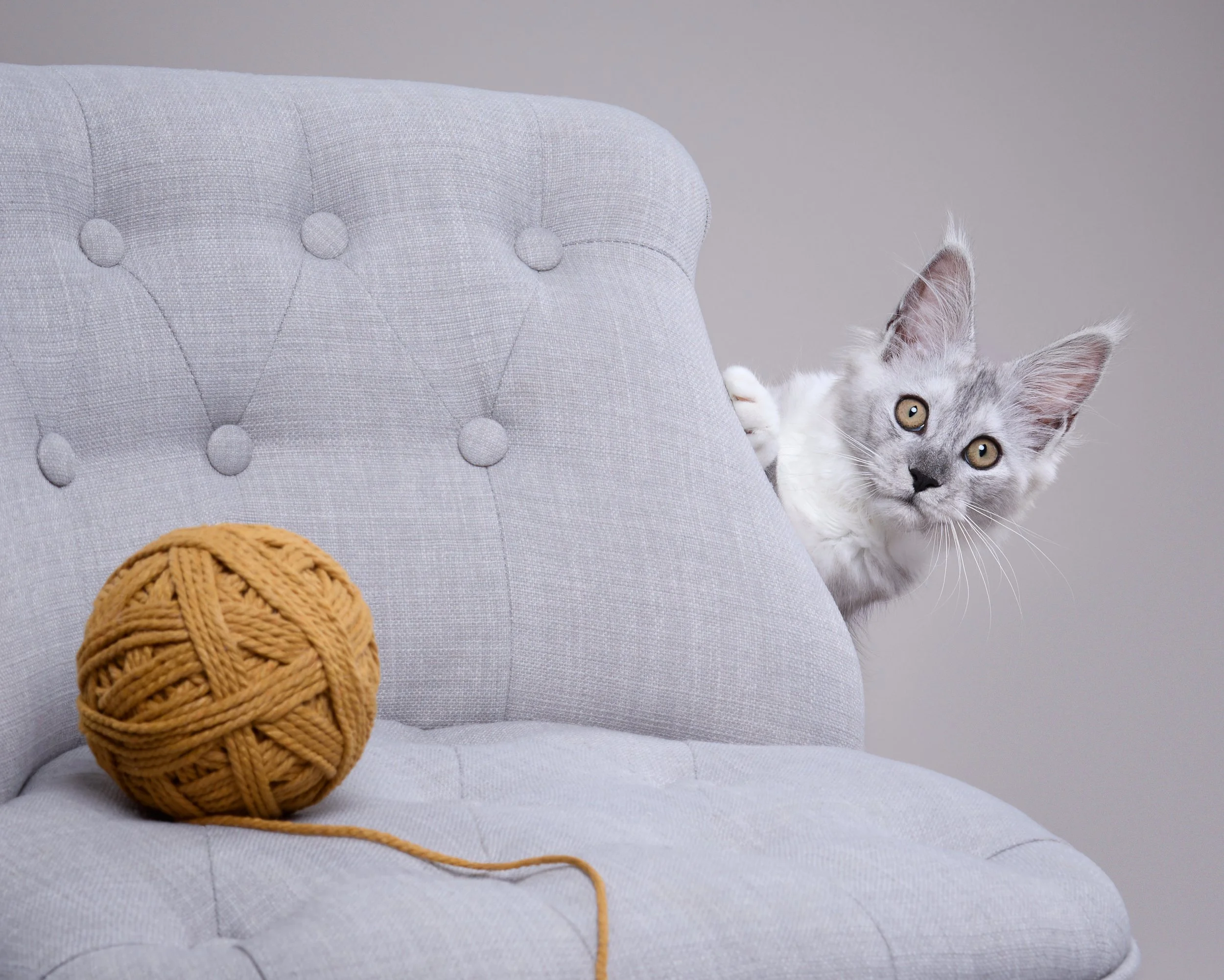 Capture One Catalog0080 1 7.jpg