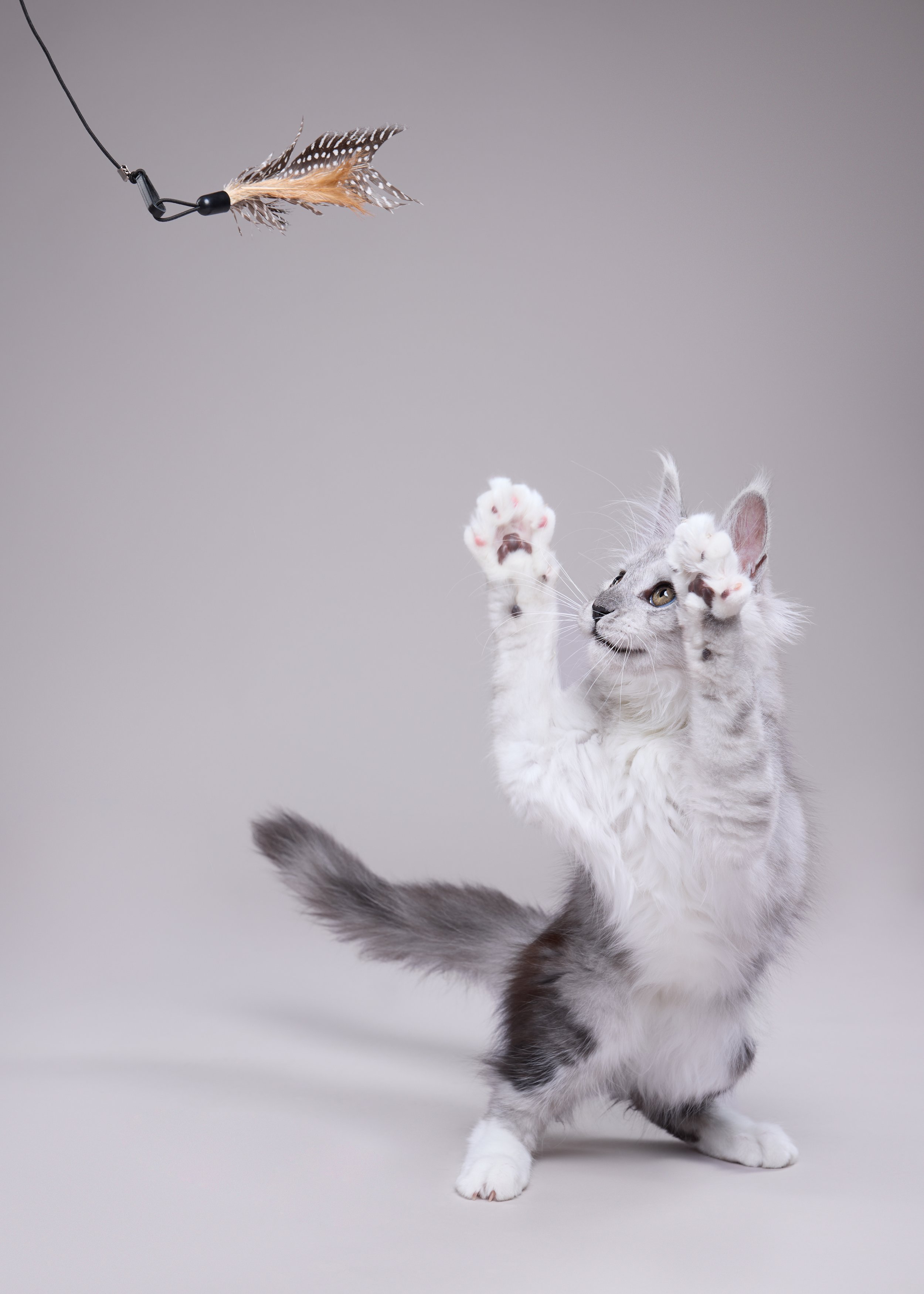 sumu kissa leikkii.jpg