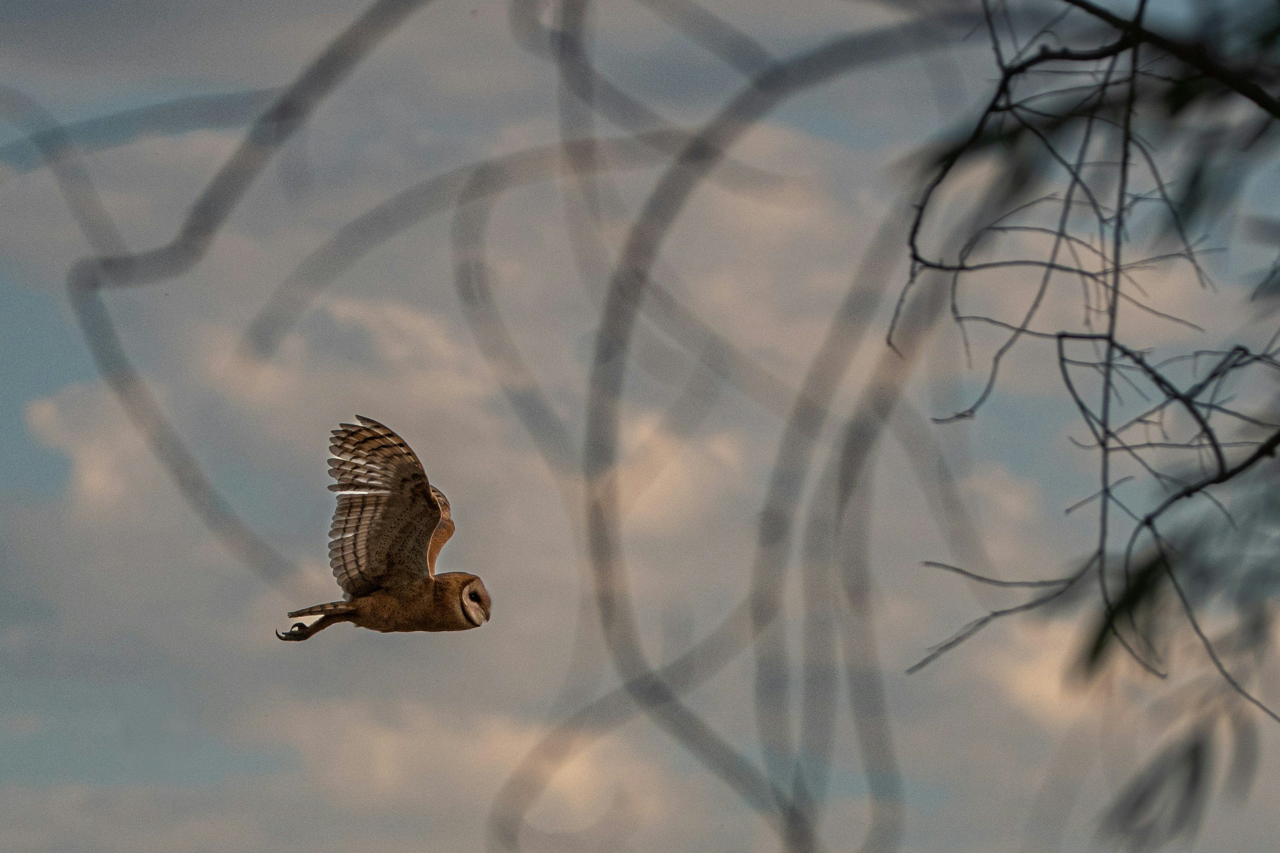 Wild Life Drawing: An evening drawing owls