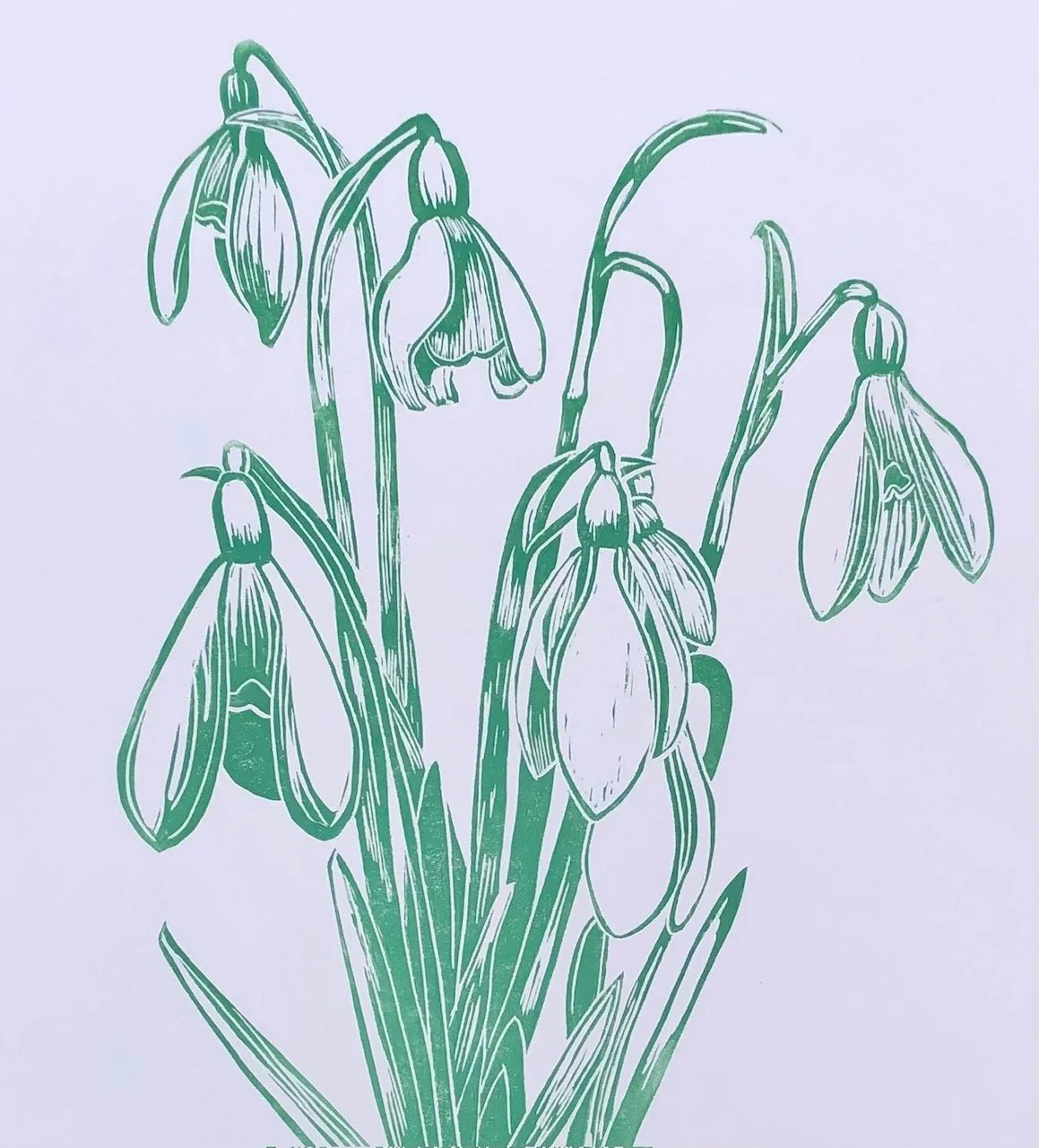 Snowdrops