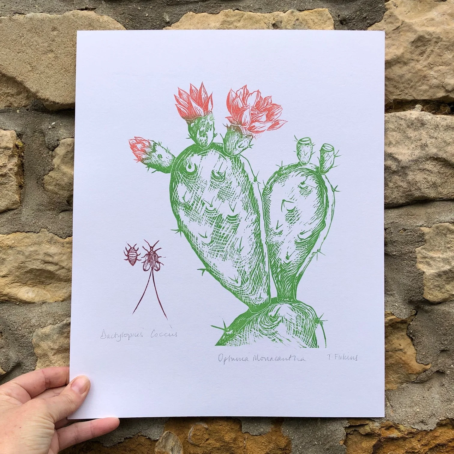 prickly pear linoprint.jpg