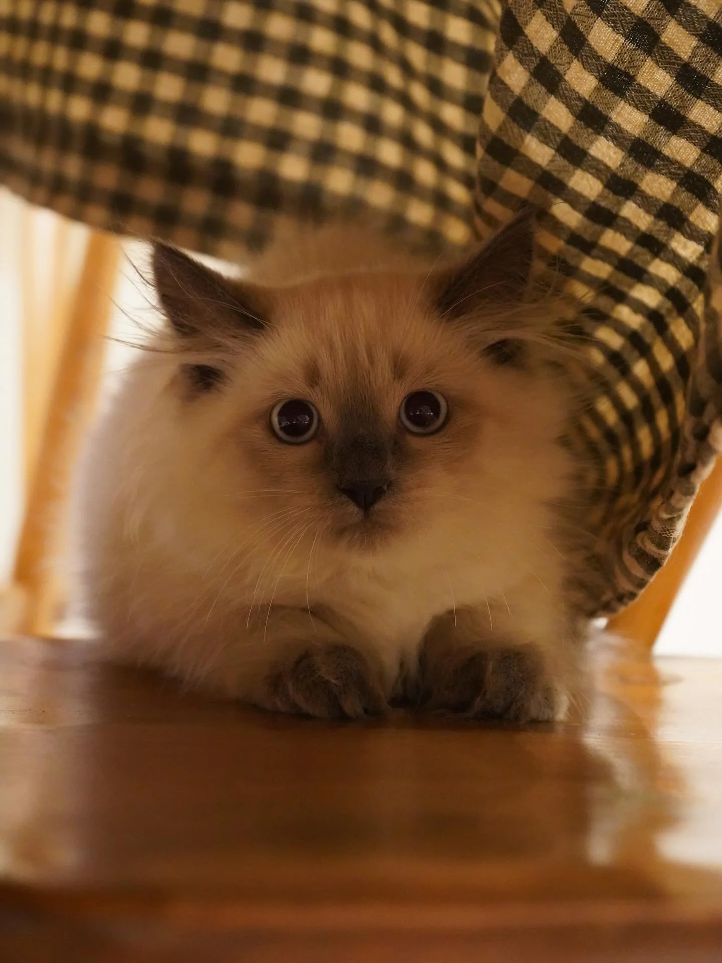 Meet Suki, my new inspiration ✨#siberiancat #siberian_cat_lovers #cutekitties