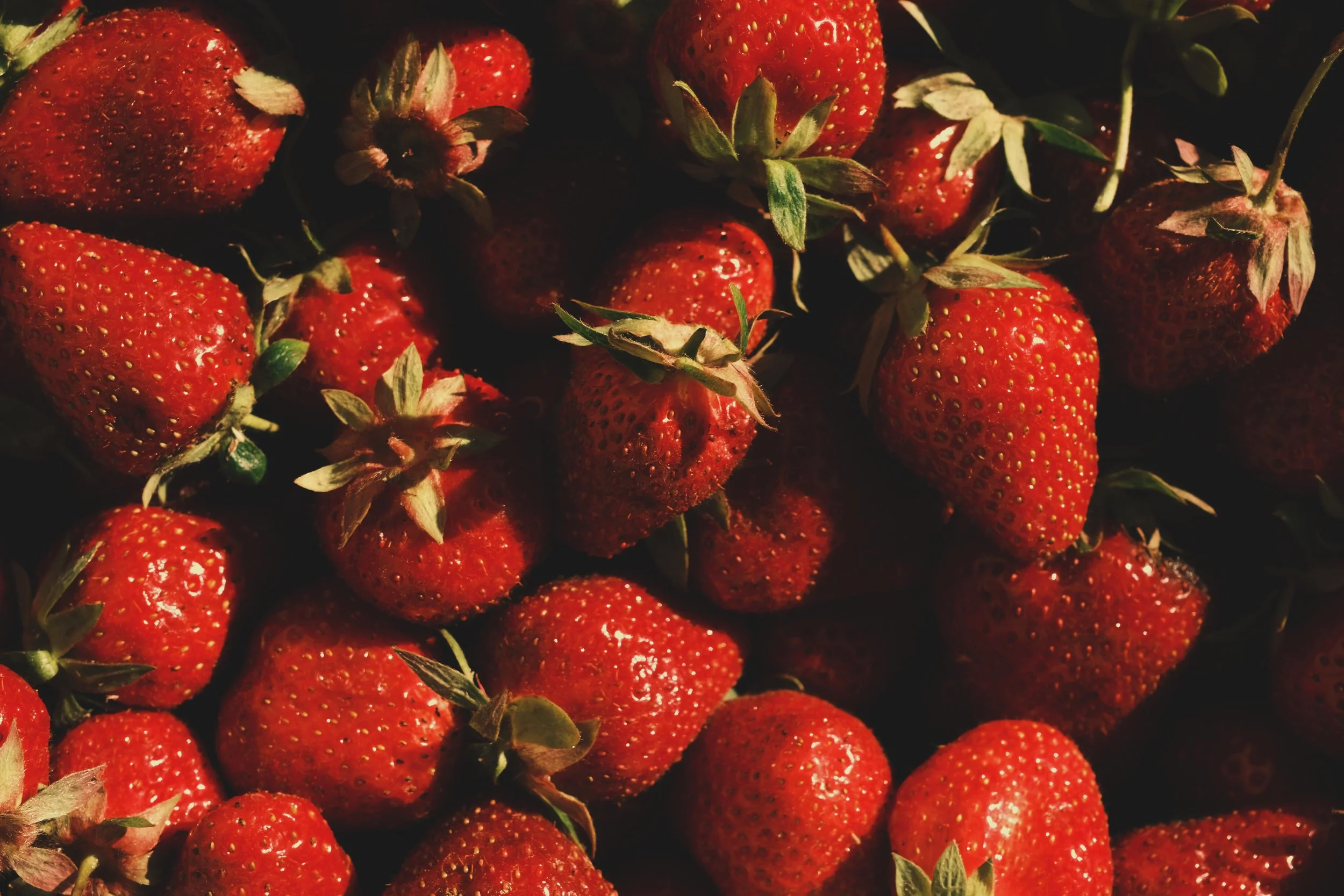 Fraises rouges recouvertes de gouttelettes d'eau, ensoleillées, avec des feuilles vertes. Editorial