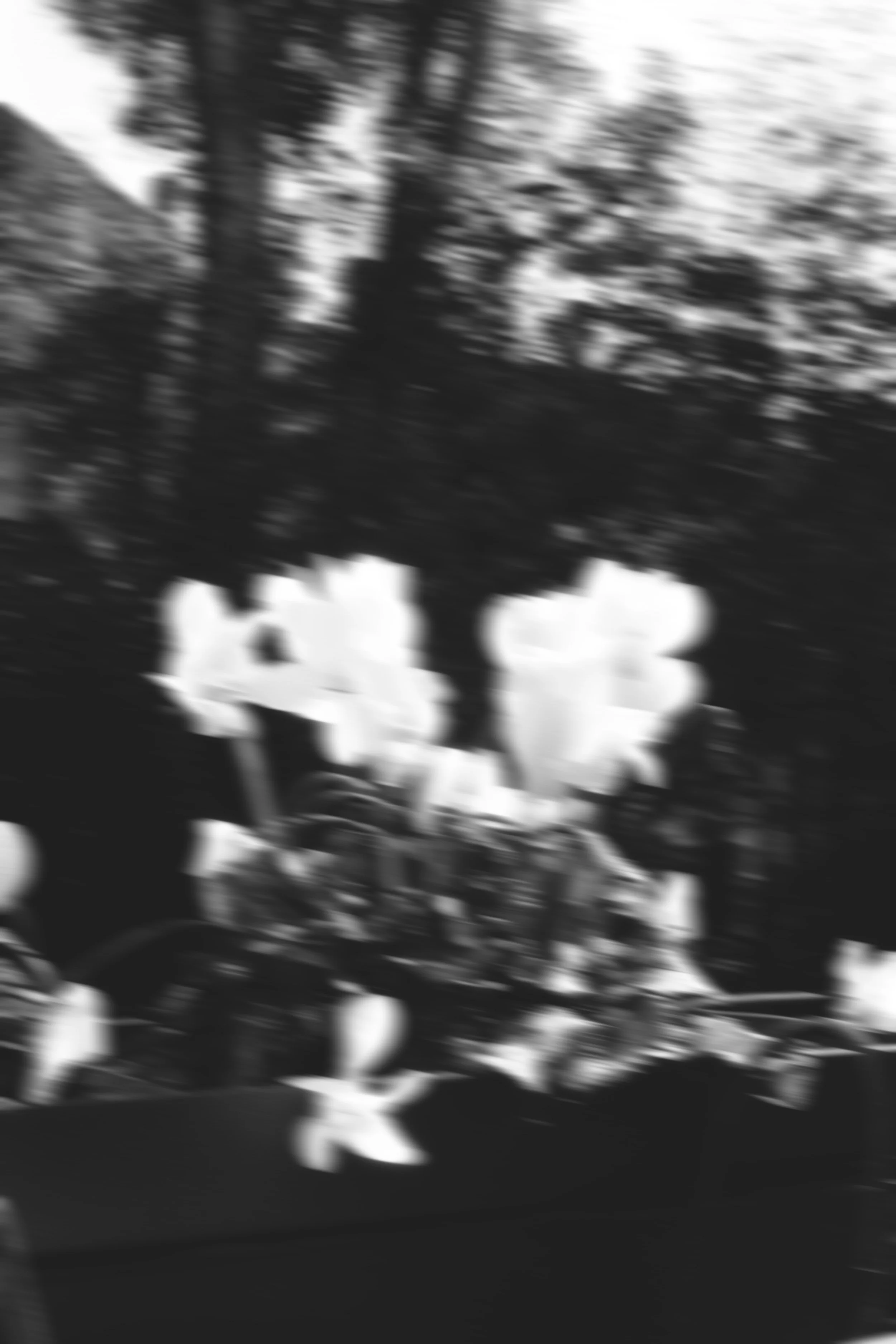 Une image floue en noir et blanc, représentant des arbres en arrière-plan et des fleurs blanches au premier plan. Editorial