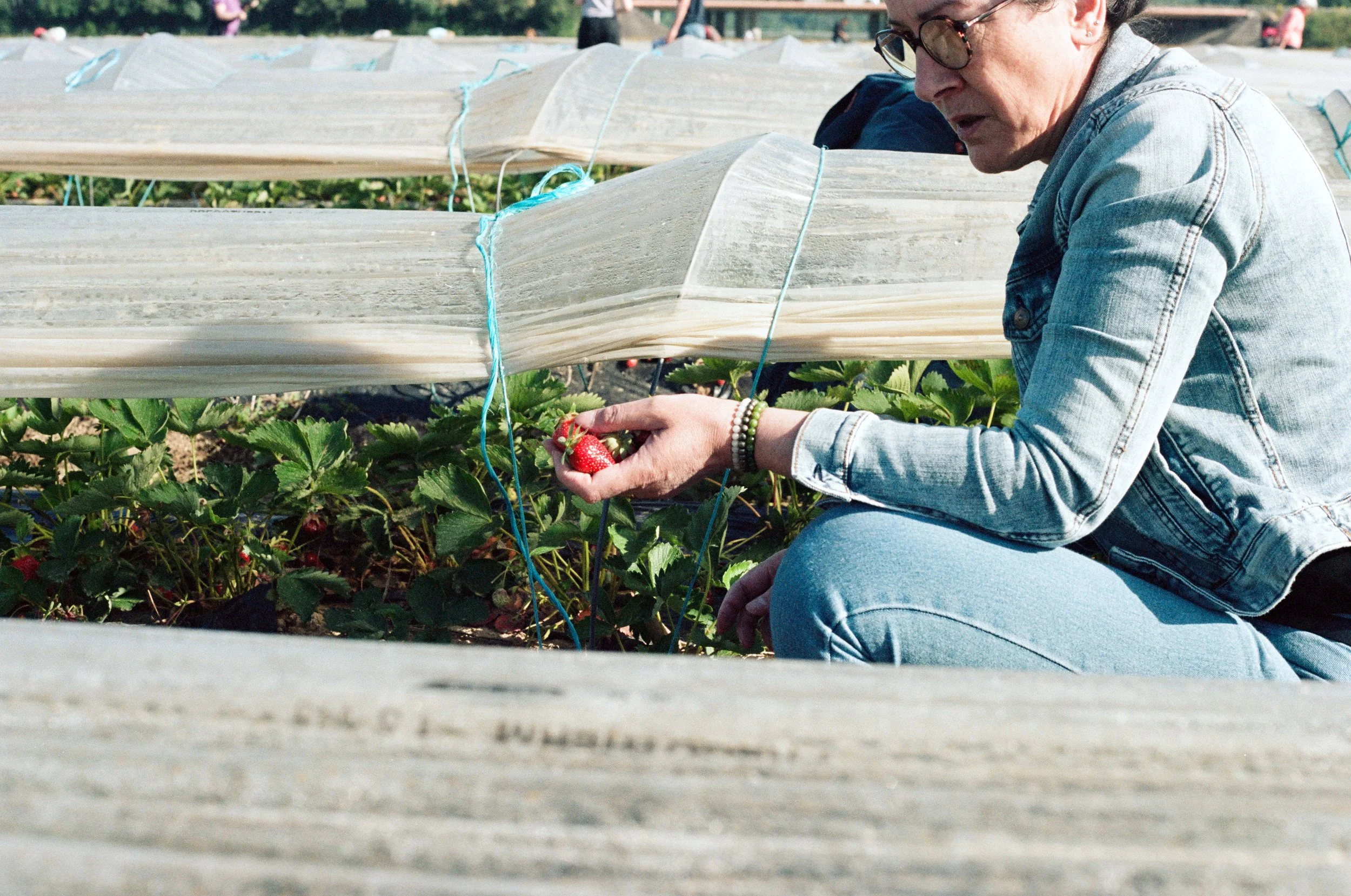 Une femme récolte des fraises dans un champ en plein air, portant une veste en jean et des lunettes, avec des plants de fraises et des structures de protection en plastique autour. Reportage