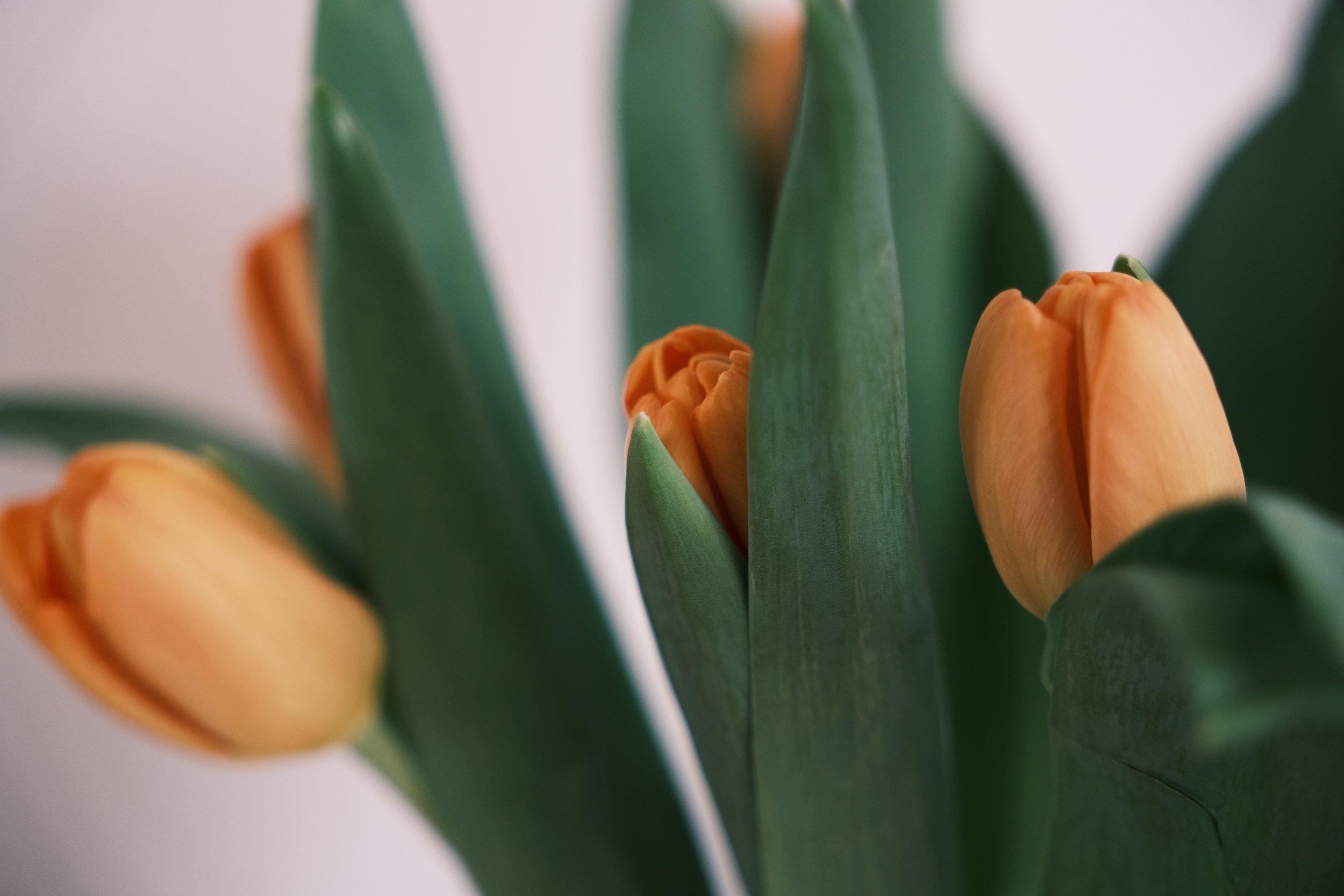 Groupe de tulipes jaunes avec de longues feuilles vertes. Editorial