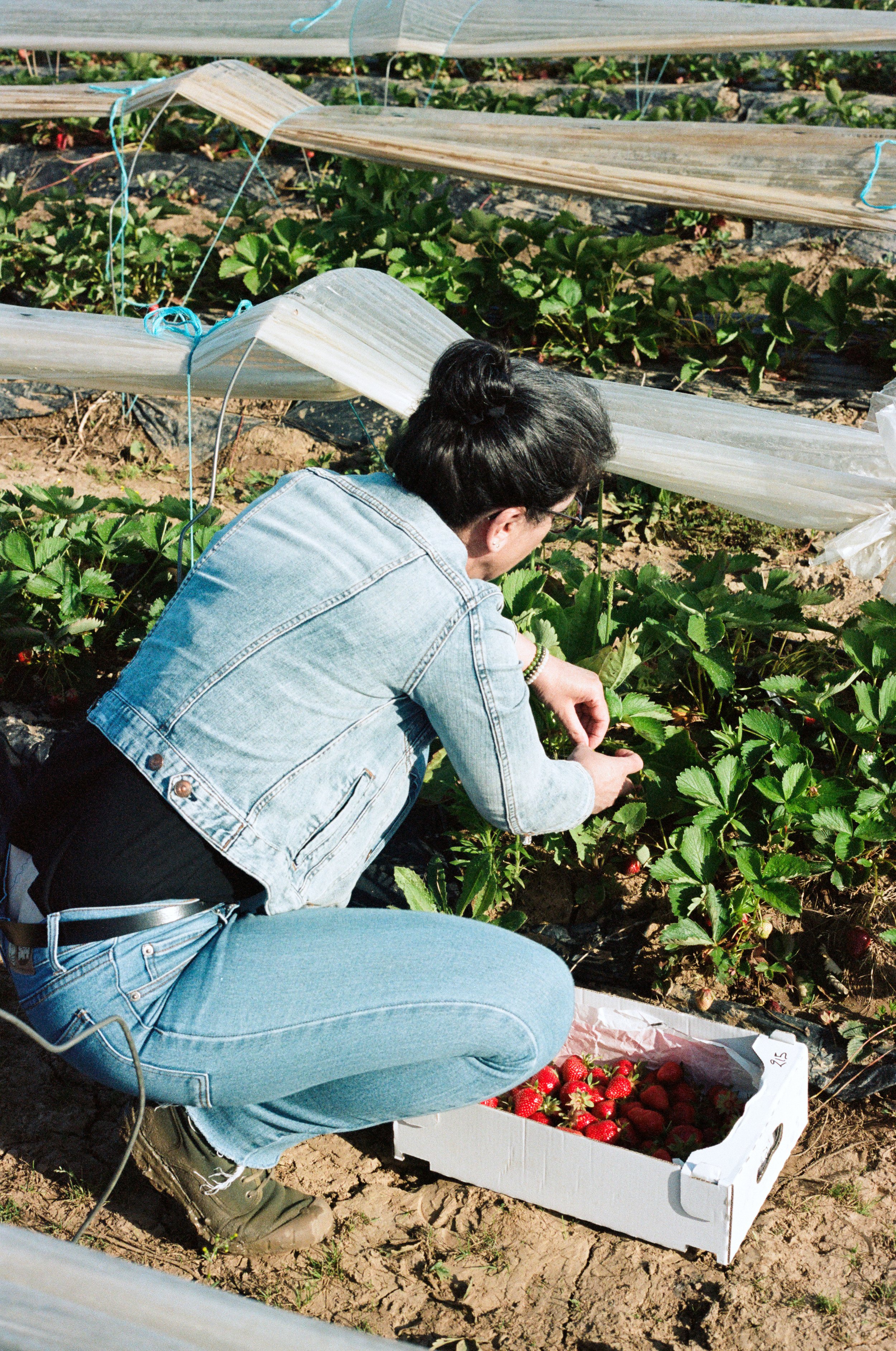 Femme récoltant des fraises dans un champ de fraises en plein air. Reportage