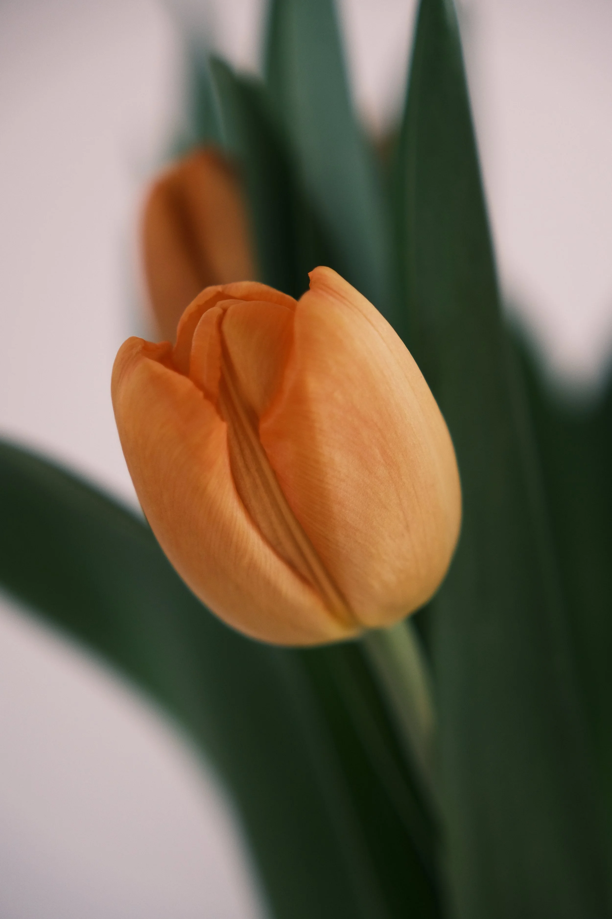 Une tulipe orange en bouton avec de longues feuilles vertes en arrière-plan. Editorial