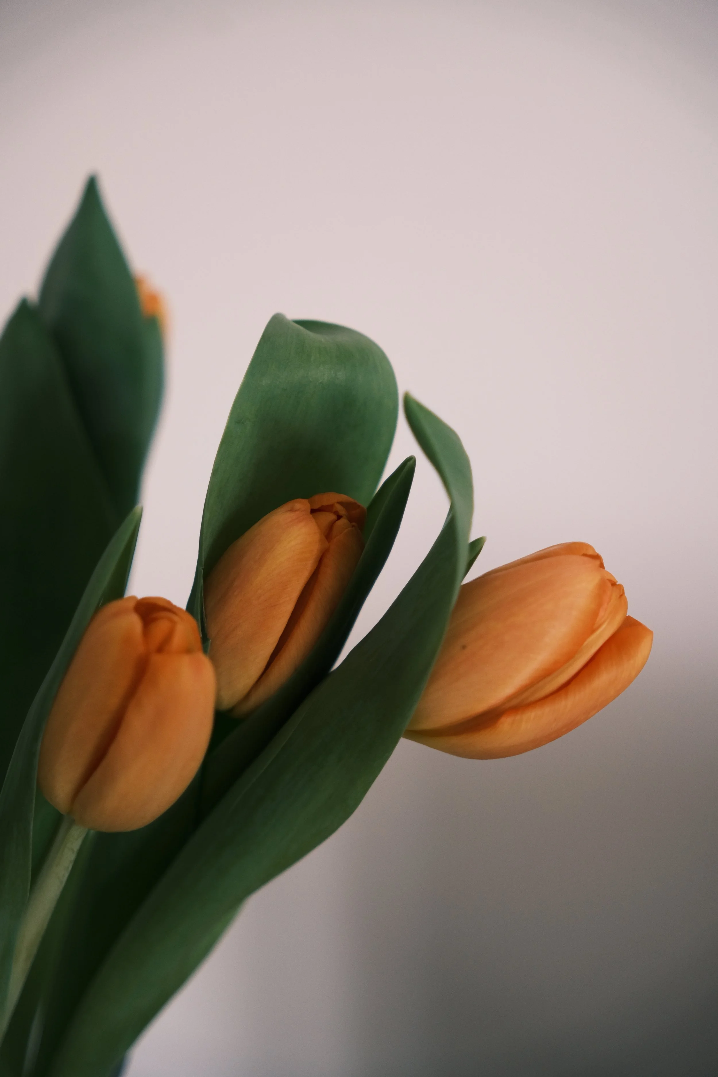 Trois tulipes orange avec feuilles vertes contre un fond neutre. Editorial