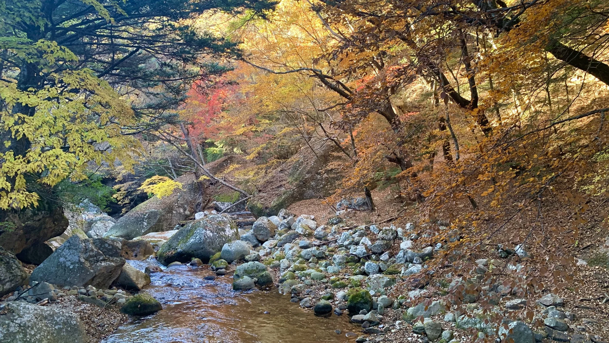 日本庭園のように紅葉が綺麗な増富ラジウムライン | 山梨県 北杜市