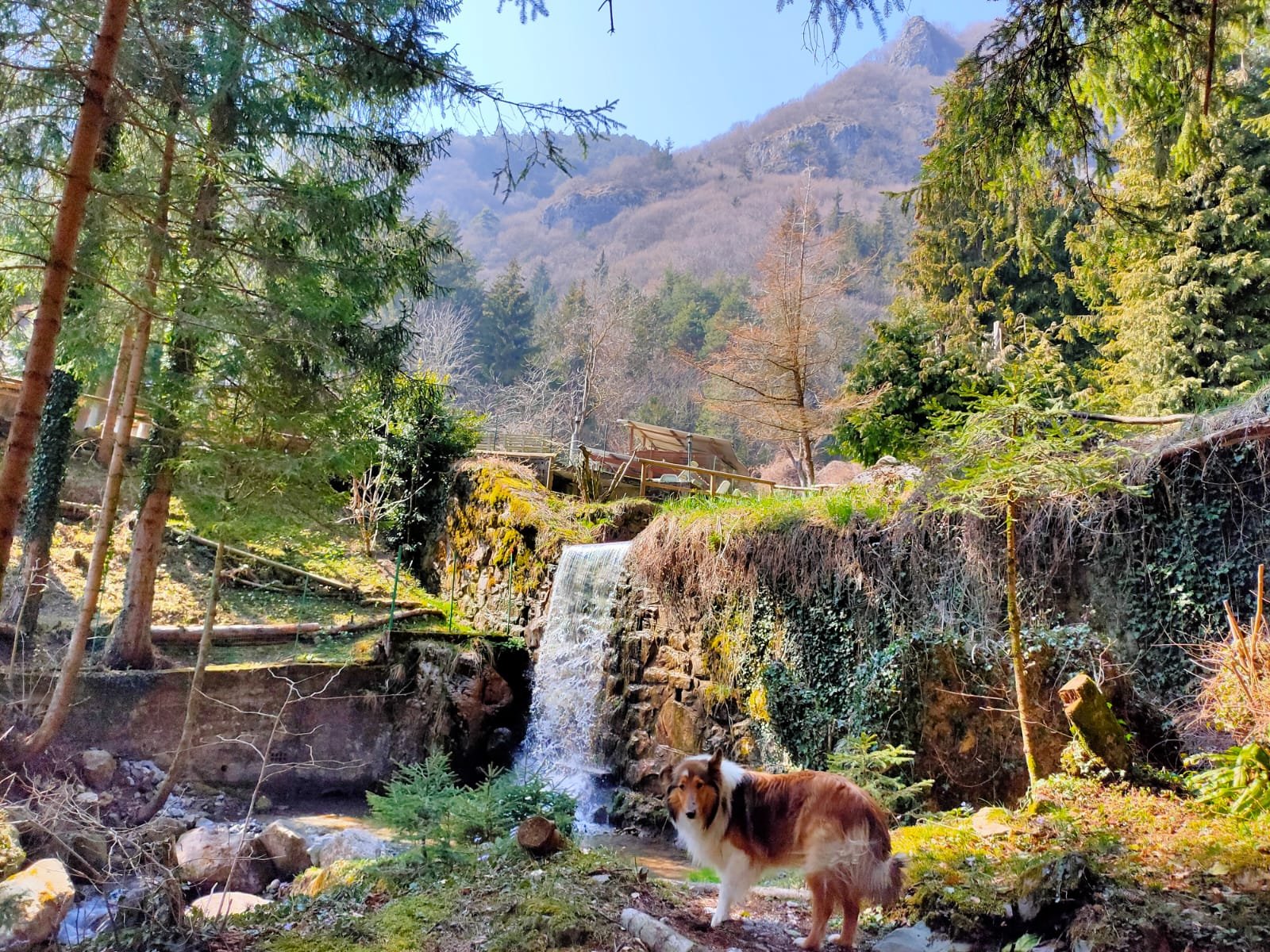 Scenario di montagna con alberi verdi, un ruscello e una cascata dietro un cane di razza collie, in un ambiente naturale.