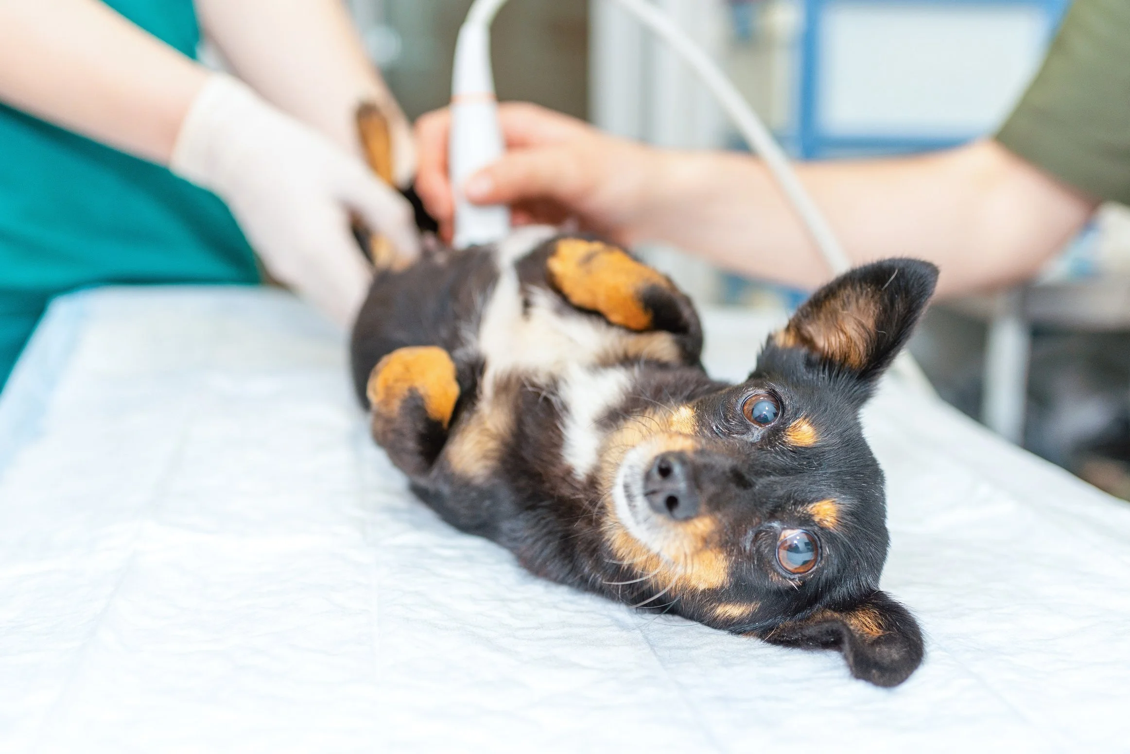 A small black and tan puppy lying on its back on an examination table at the vet, having an ultrasound conducted by a veterinarian.