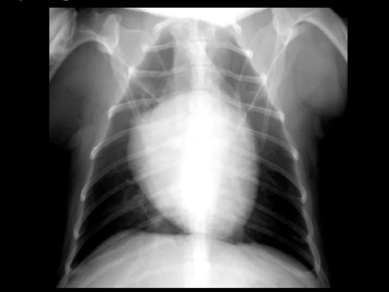 Chest X-ray of a dog showing heart, ribs, lungs, and spine.