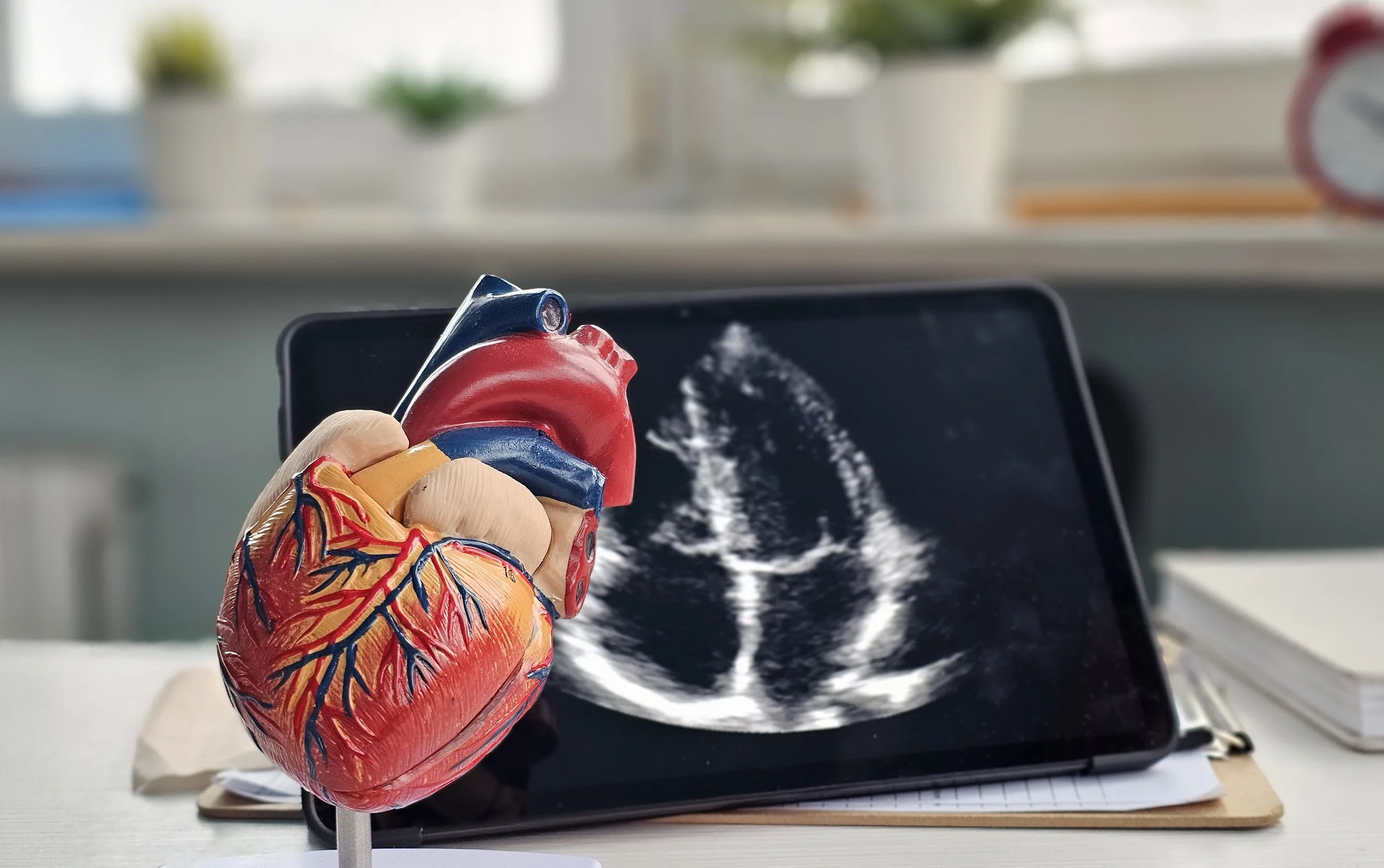 Anatomic heart with echocardiogram in the background on a computer screen