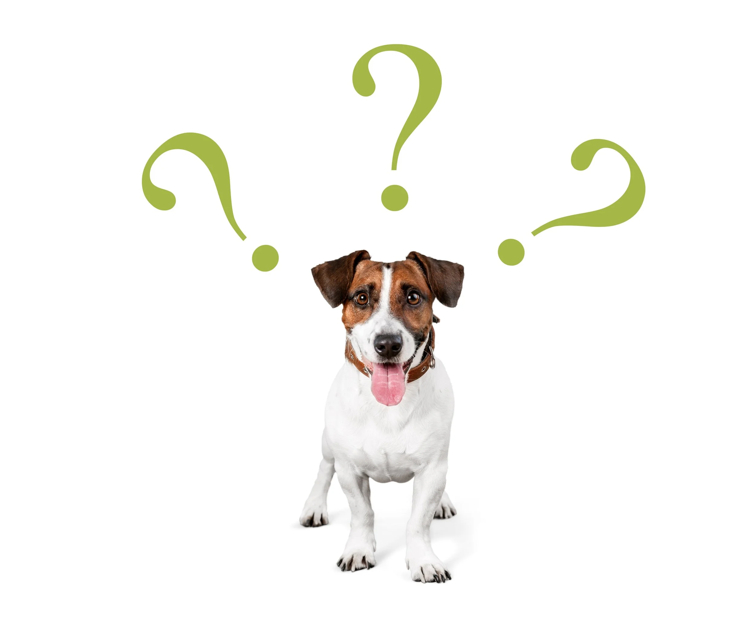 A happy Jack Russell Terrier dog with a brown patch over one eye, standing on a white background with three green question marks above its head.