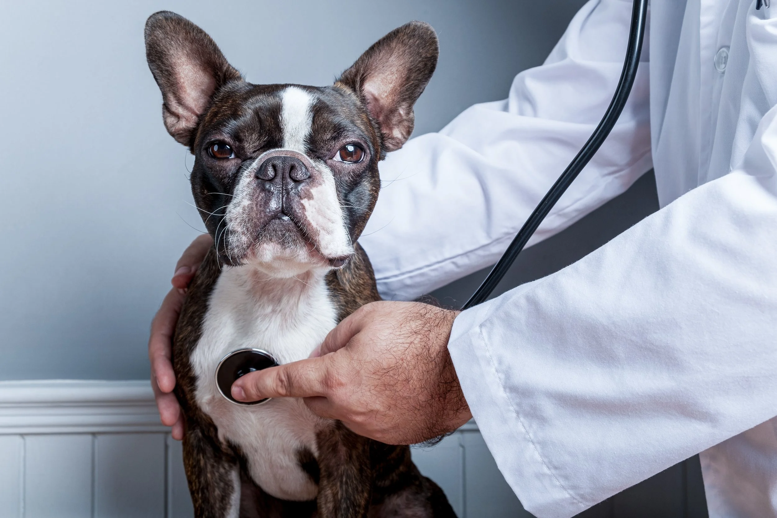 A veterinarian using a stethoscope on a French bulldog in a veterinary clinic.