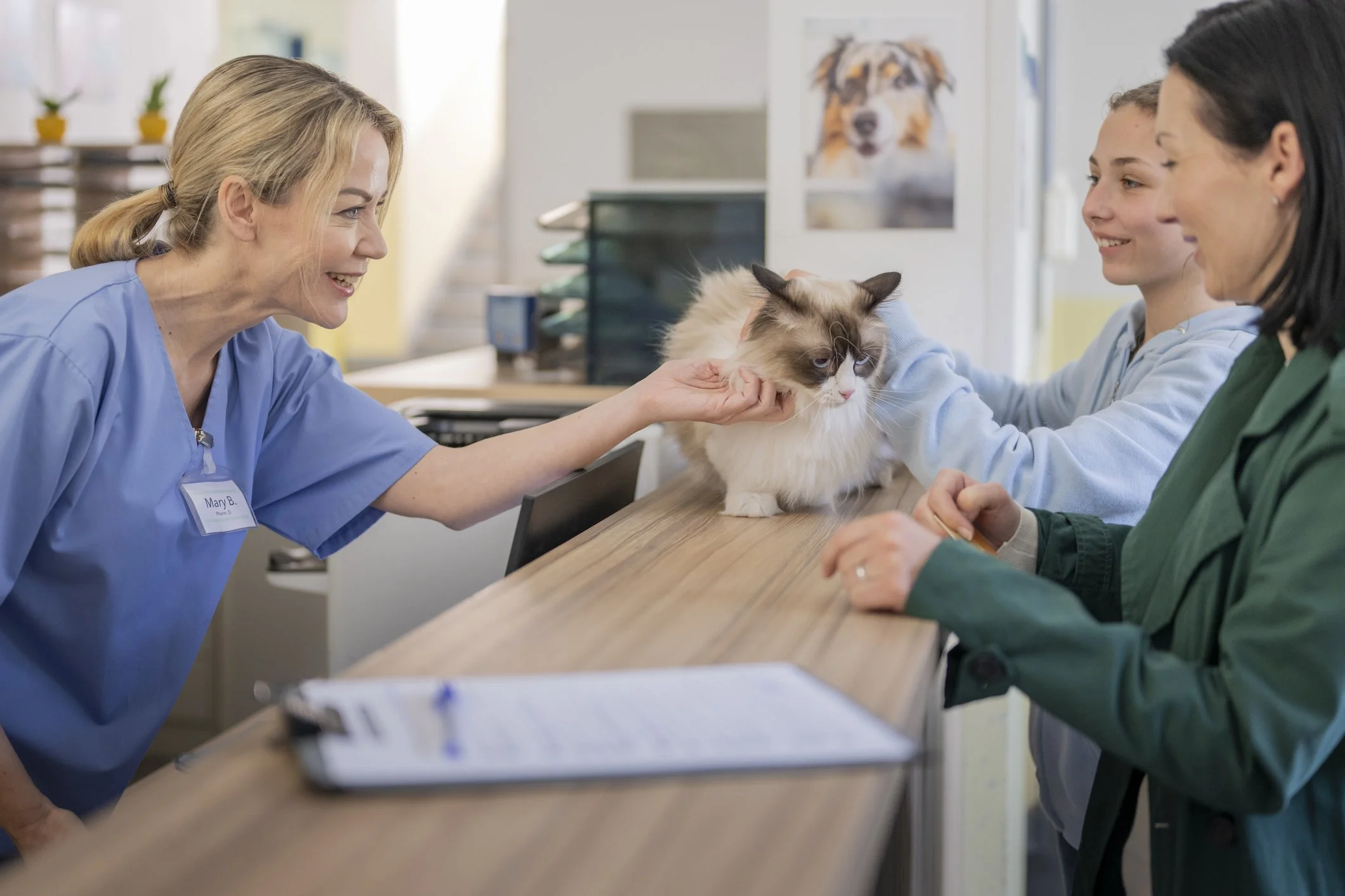 Pet owners dropping off cat with veterinary receptionist