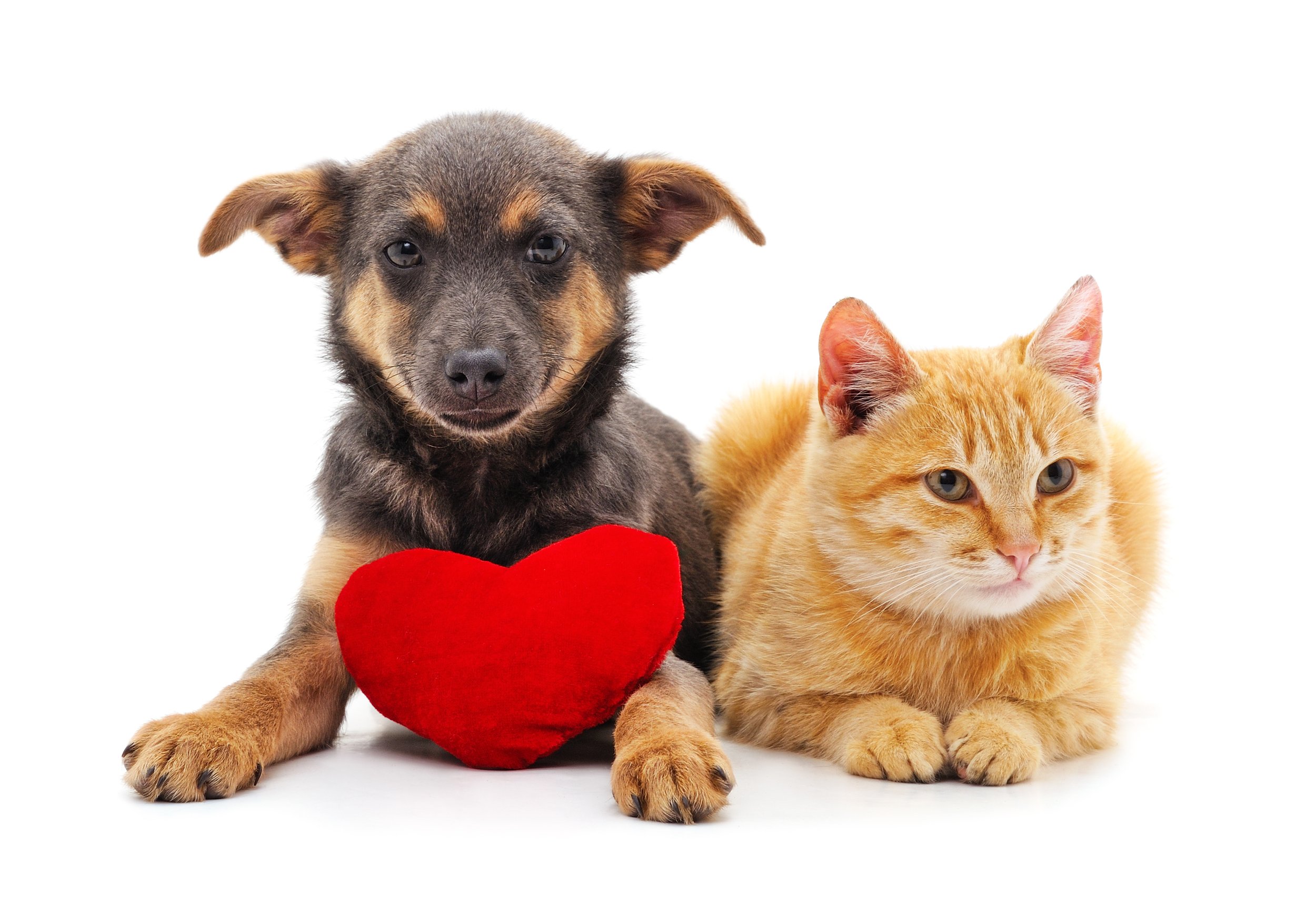 A cute puppy with floppy ears and a red heart-shaped pillow sitting next to an orange cat with green eyes, both lying on a white surface against a plain white background.