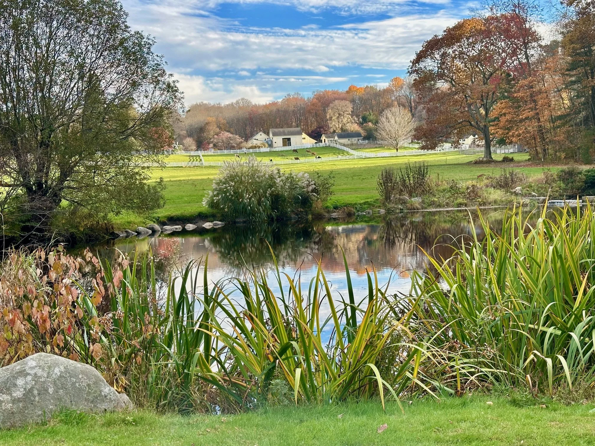 New Pond Farm