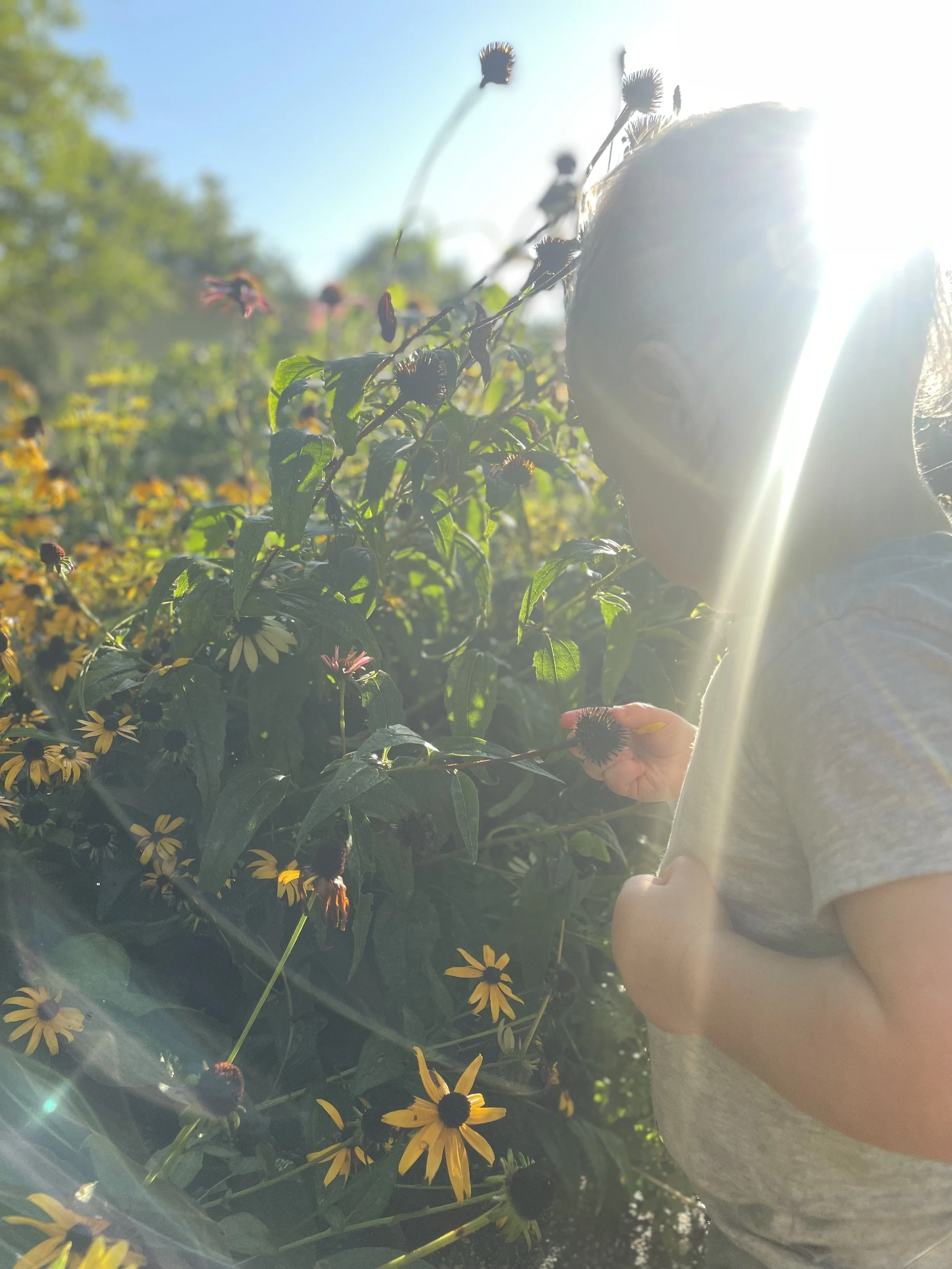 baby-touching-flower-in-sun.jpeg