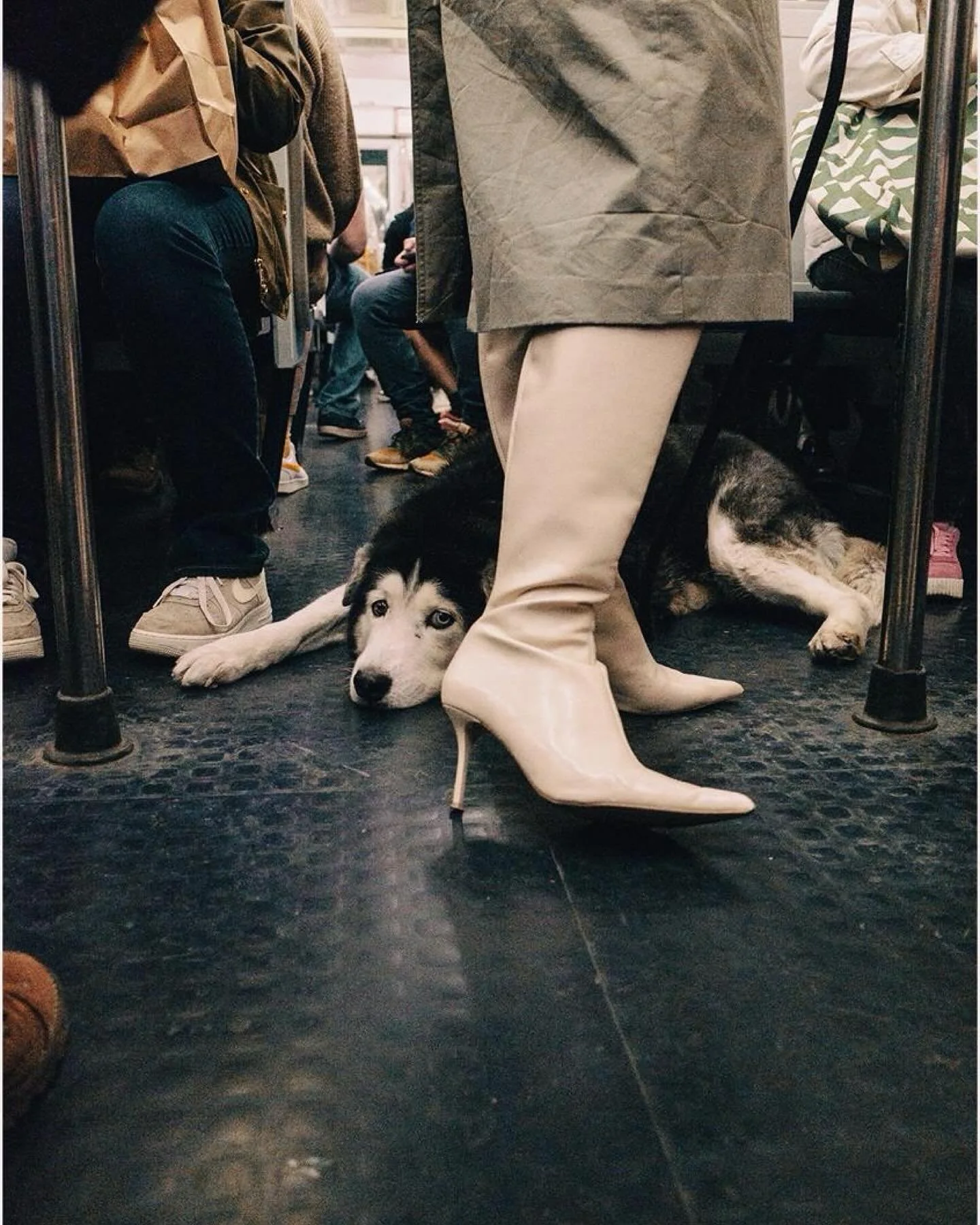 Love me - i am a Gucci dog ❤️‍🔥
#streetphotography #paris #ricohgr2 #fujifilm #cinematography
