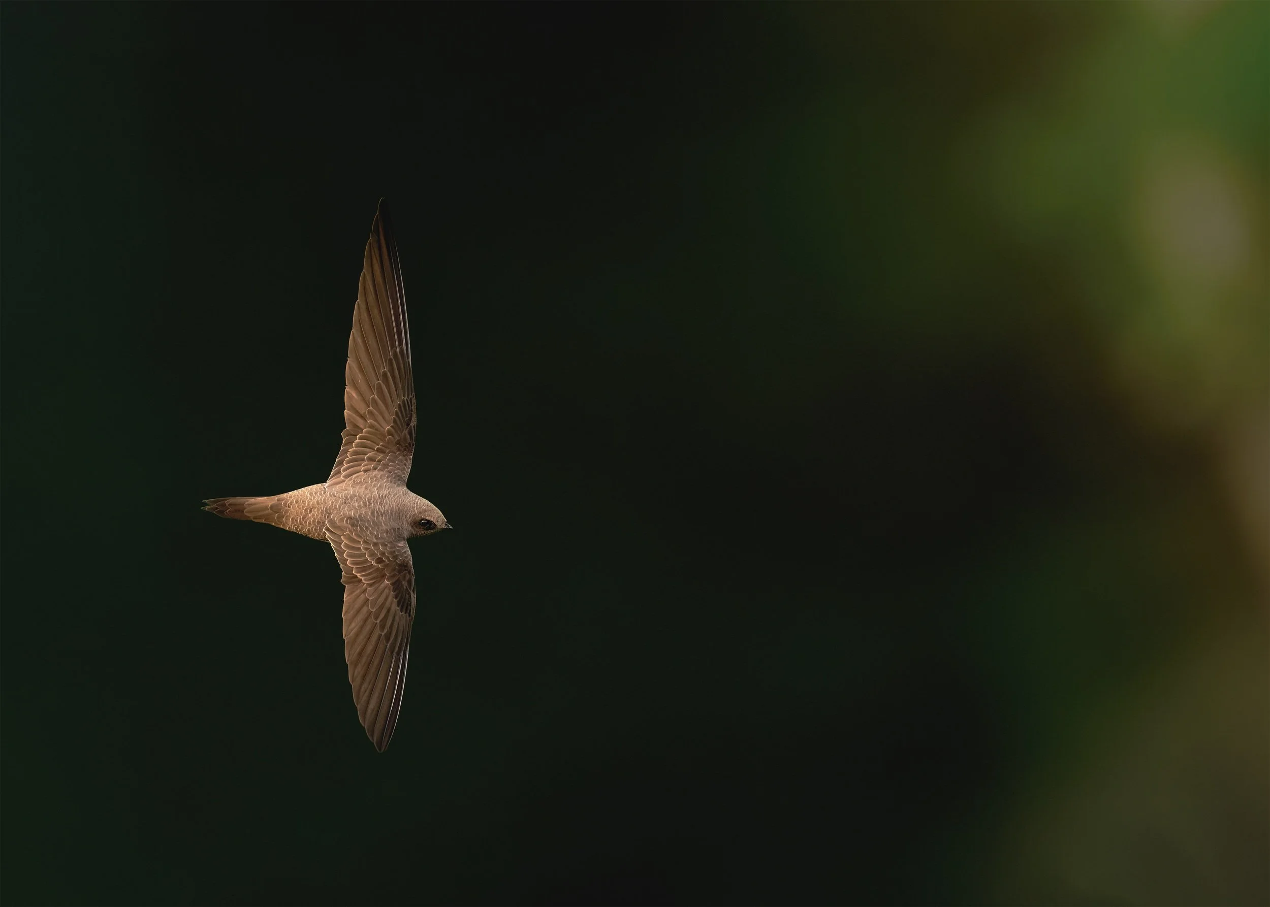 Alpine swift