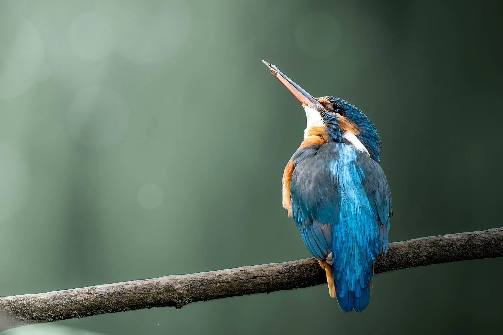 Eisvogel5.jpg