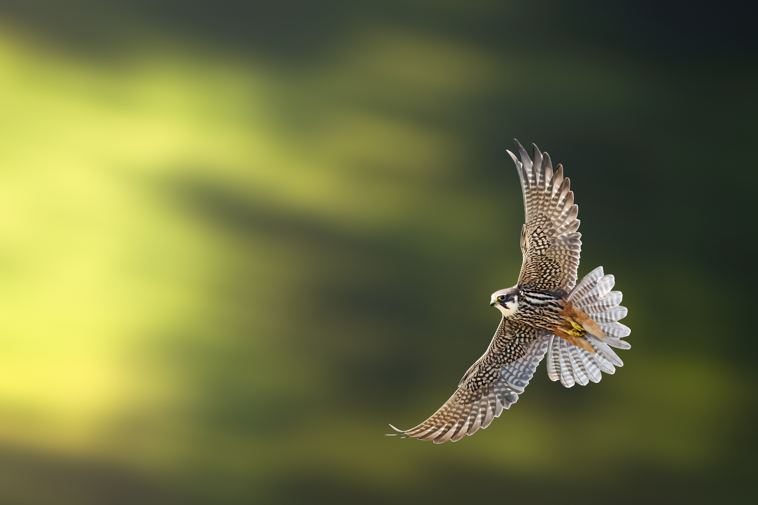 Baumfalke