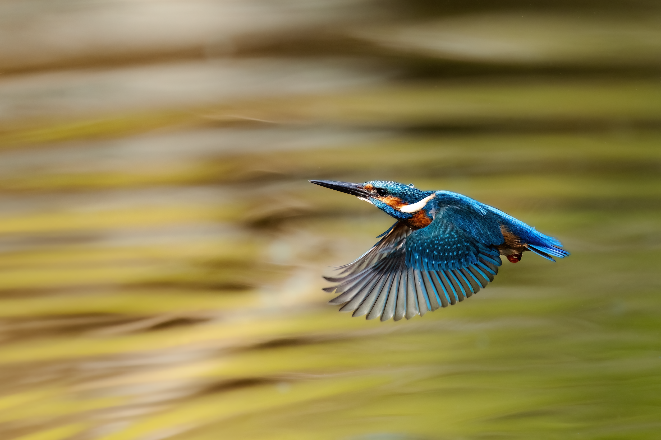Kingfisher