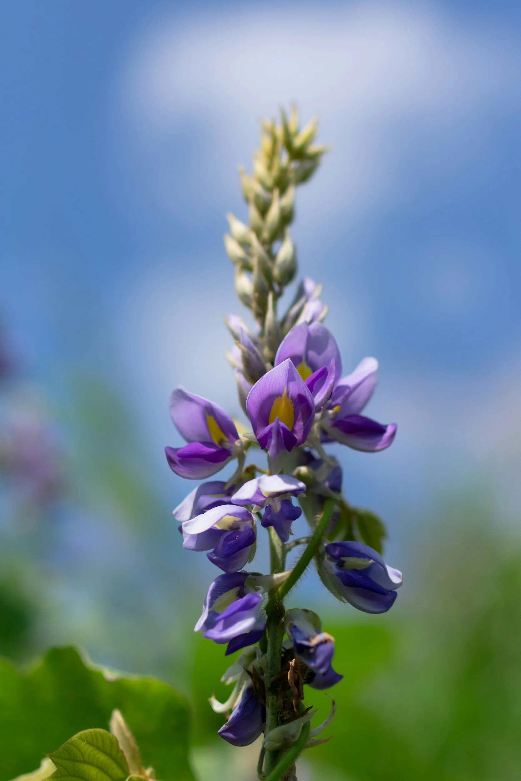 Don’t Sleep on This Plant: Not Every Plant is Meant to Be Removed