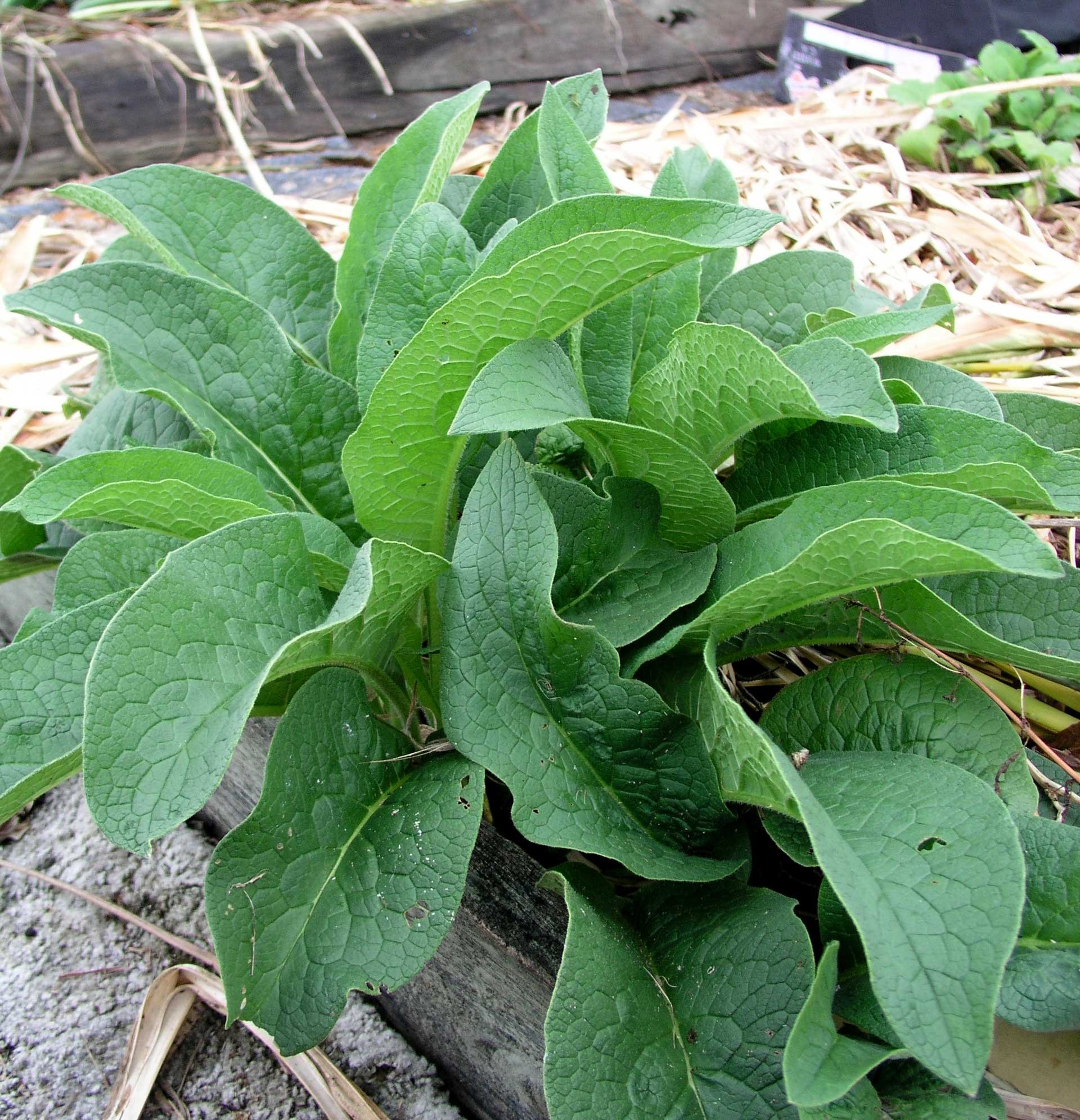 Comfrey: The Herb That Teaches You To Give it Respect