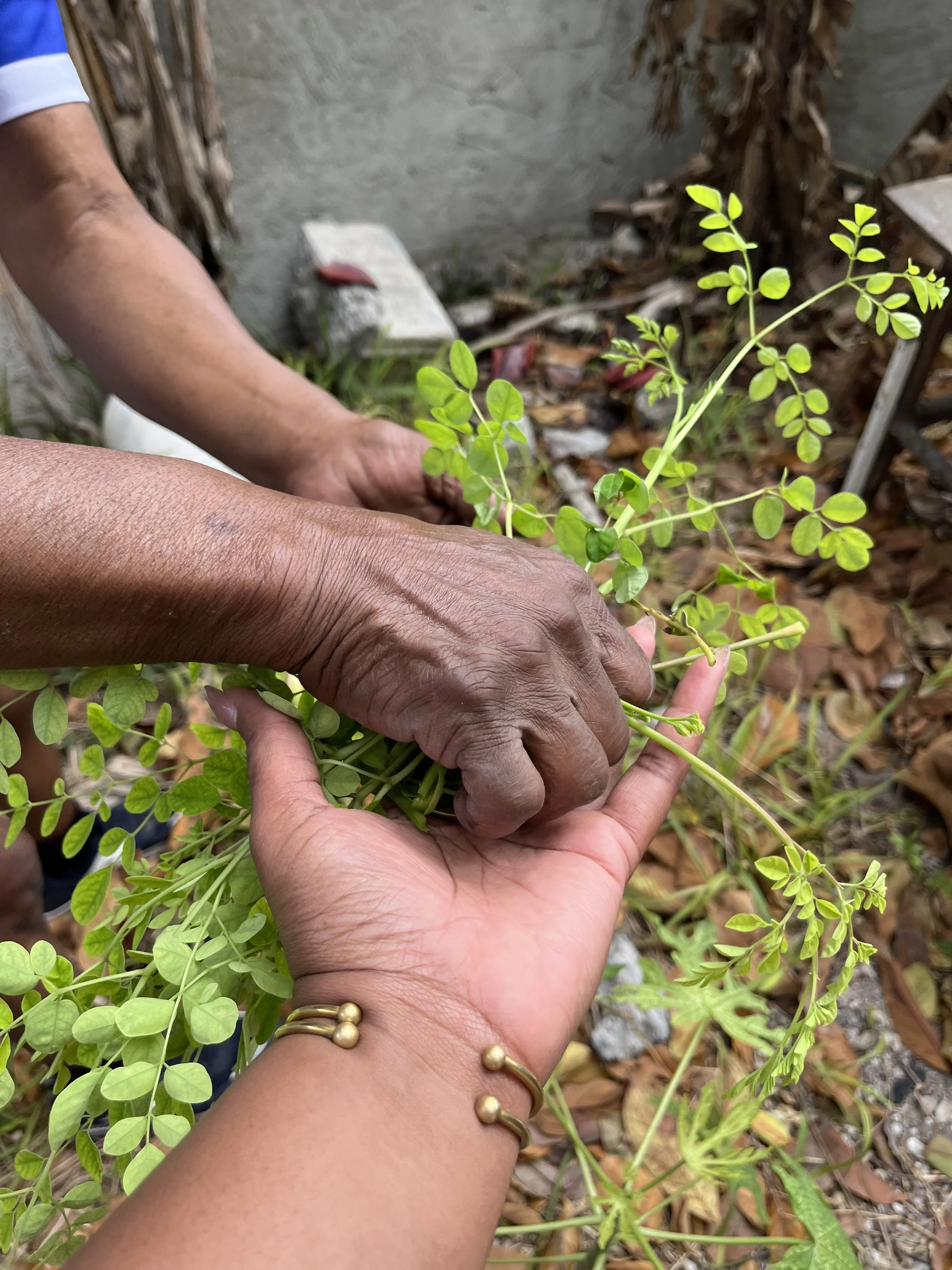 5 Carribean Herbs From the Bahamas and Their Uses