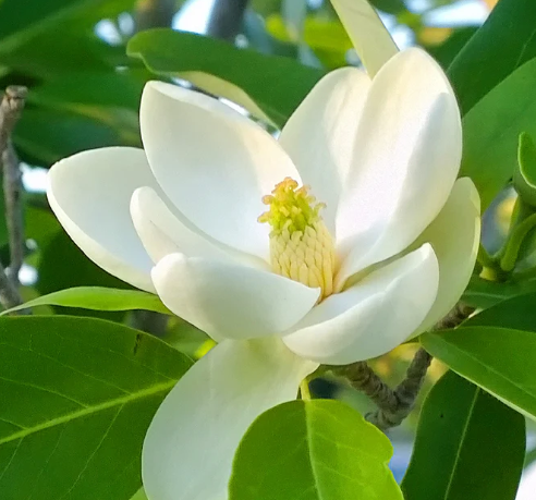 The Magnolia Still Blooms: Remembering Granny Quin