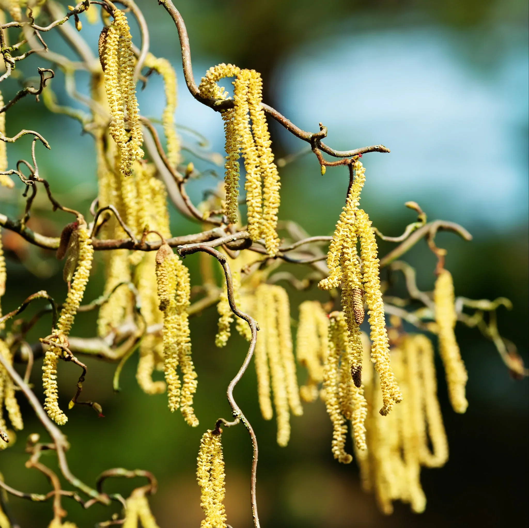 Tree compass for allergenic pollen in the Netherlands