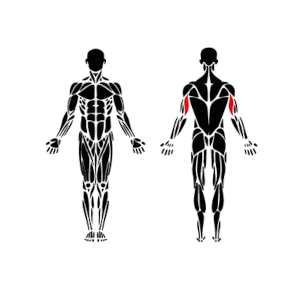 Triceps muscles activated by outdoor pushdown machine similar to OmniGym  equipment