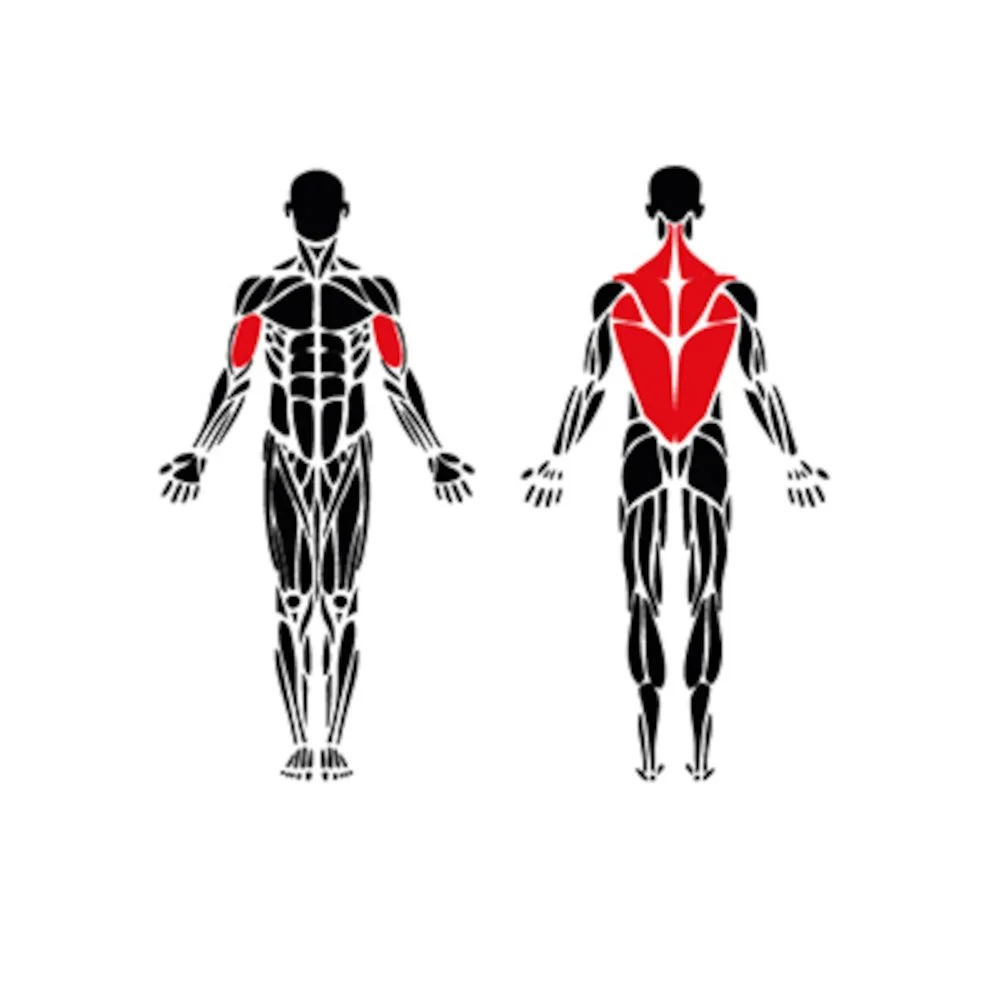 Back and arms muscle groups targeted by outdoor low row machine, professional outdoor fitness equipment alternative to OmniGym