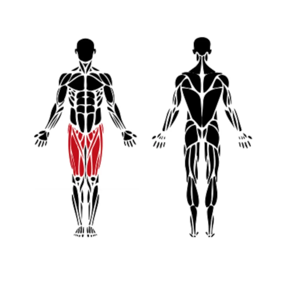 Quadriceps muscles activated by outdoor leg extension machines like Leversport and OmniGym-style equipment.