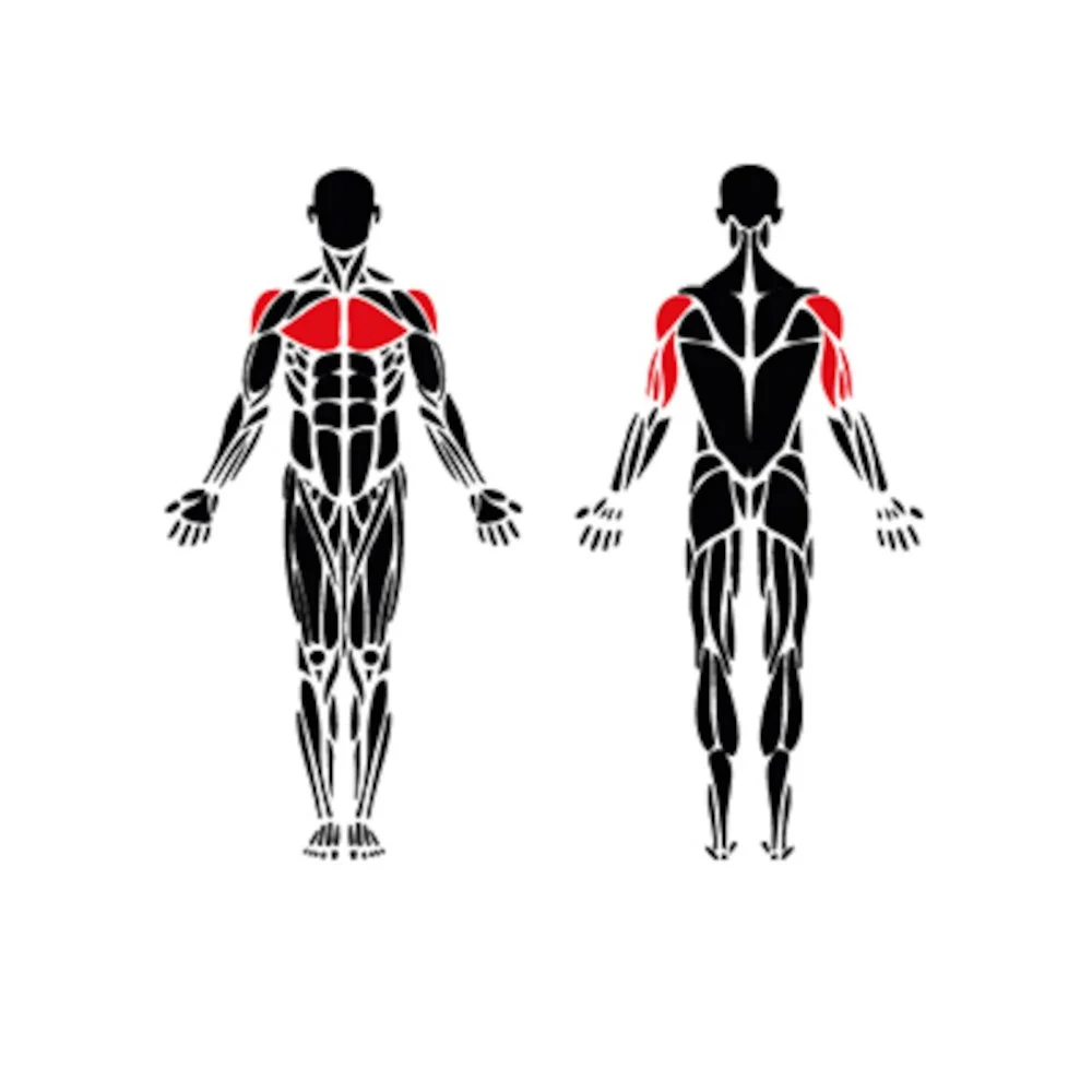 Chest and shoulder muscles activated by incline bench press machines like Leversport and OmniGym-style outdoor equipment.
