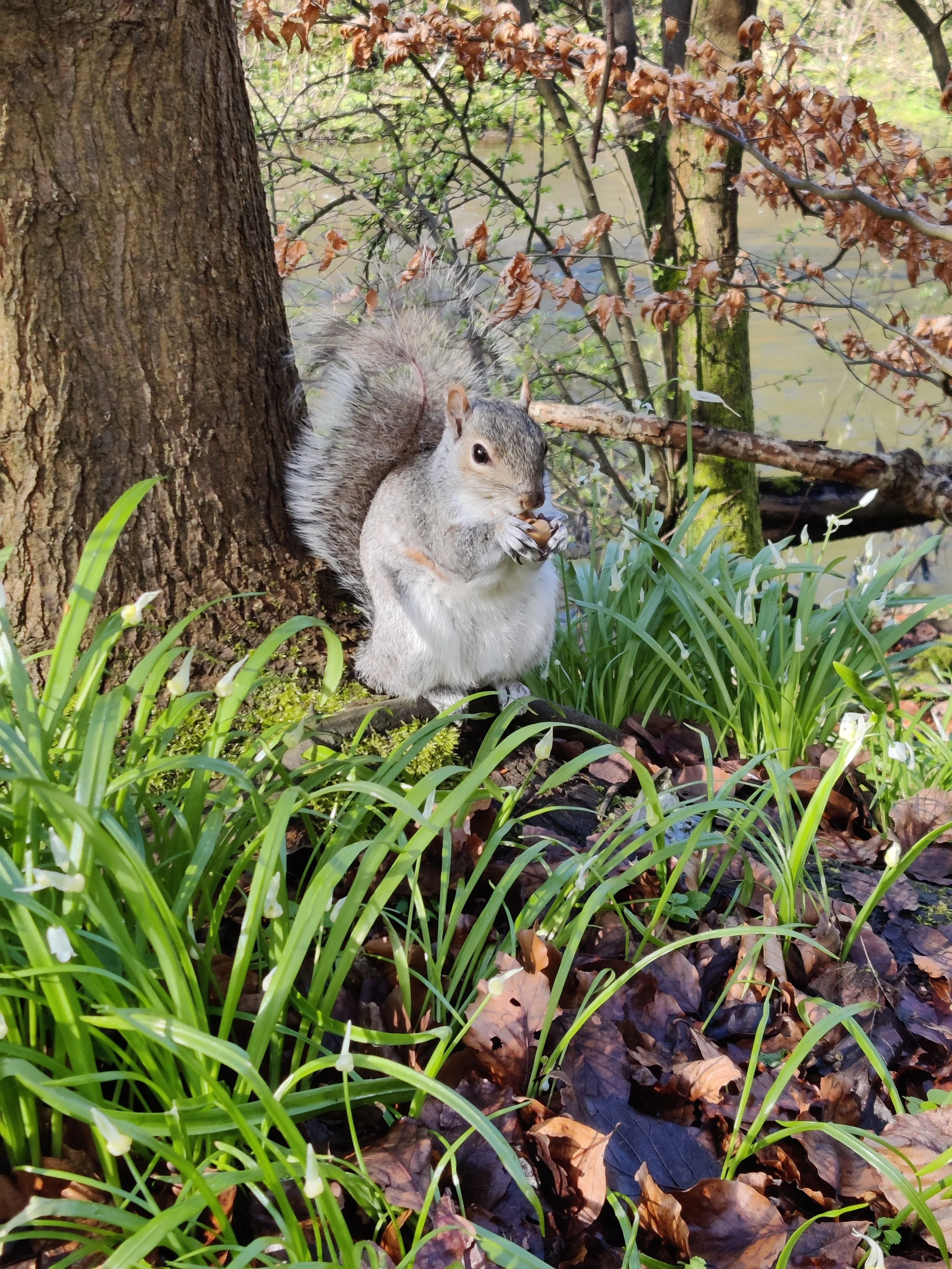 Picture of Squirrel eating in the Park