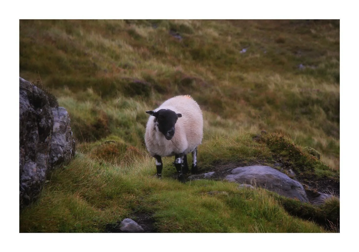 Scotland Dreaming  #bossundayshoots
