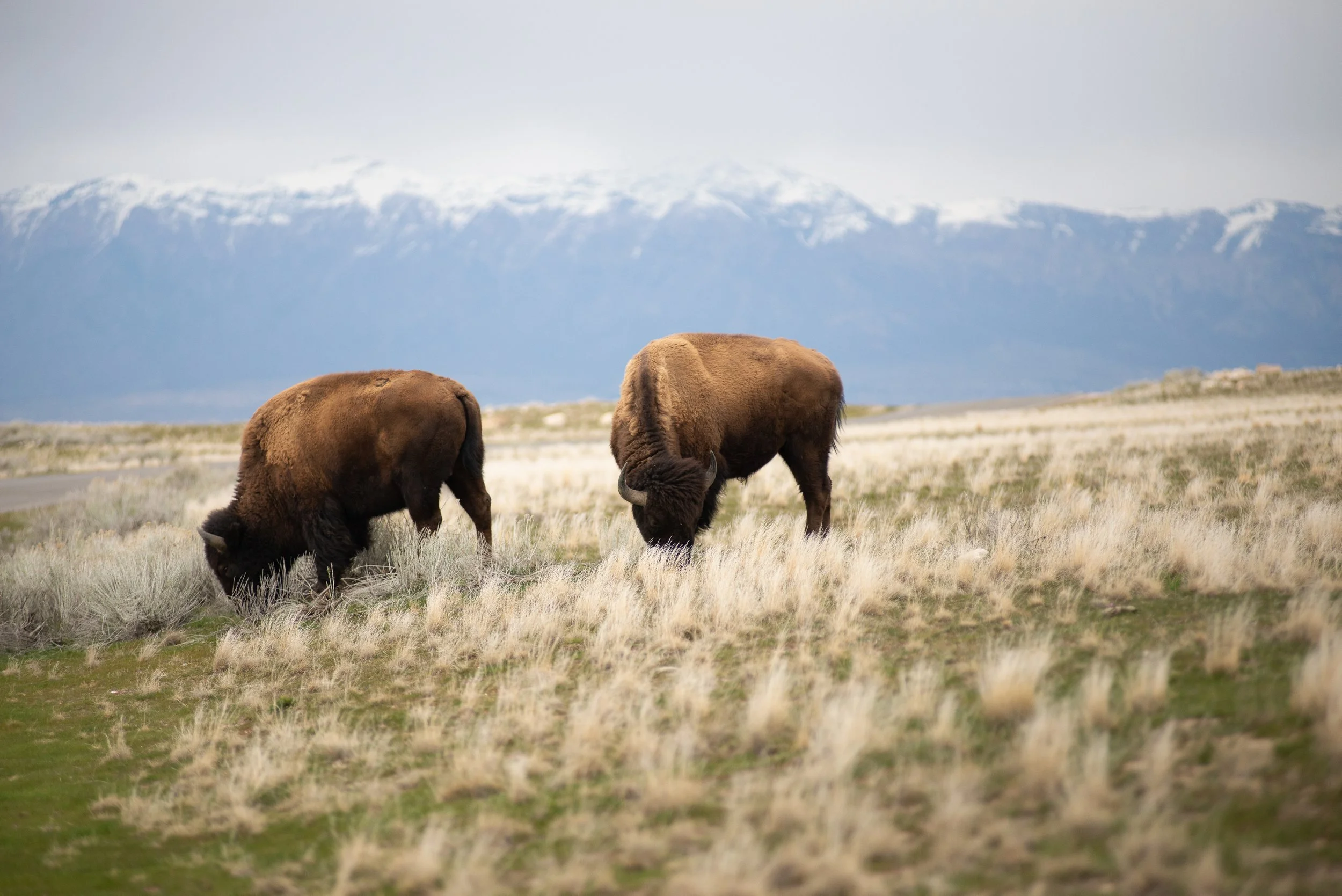 Antelope Island State Park: Quiet, Rugged Beauty Between Winter and Spring