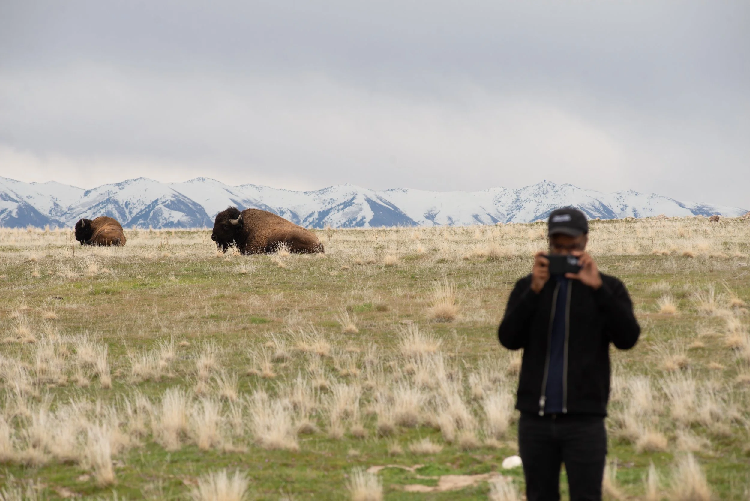 Bison resting and grazing on Antelope Island with snowy Wasatch Mountains in background