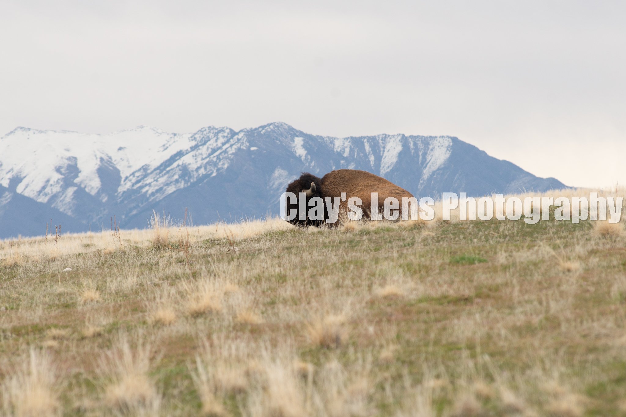 Bison Mountain Hill -1.jpg